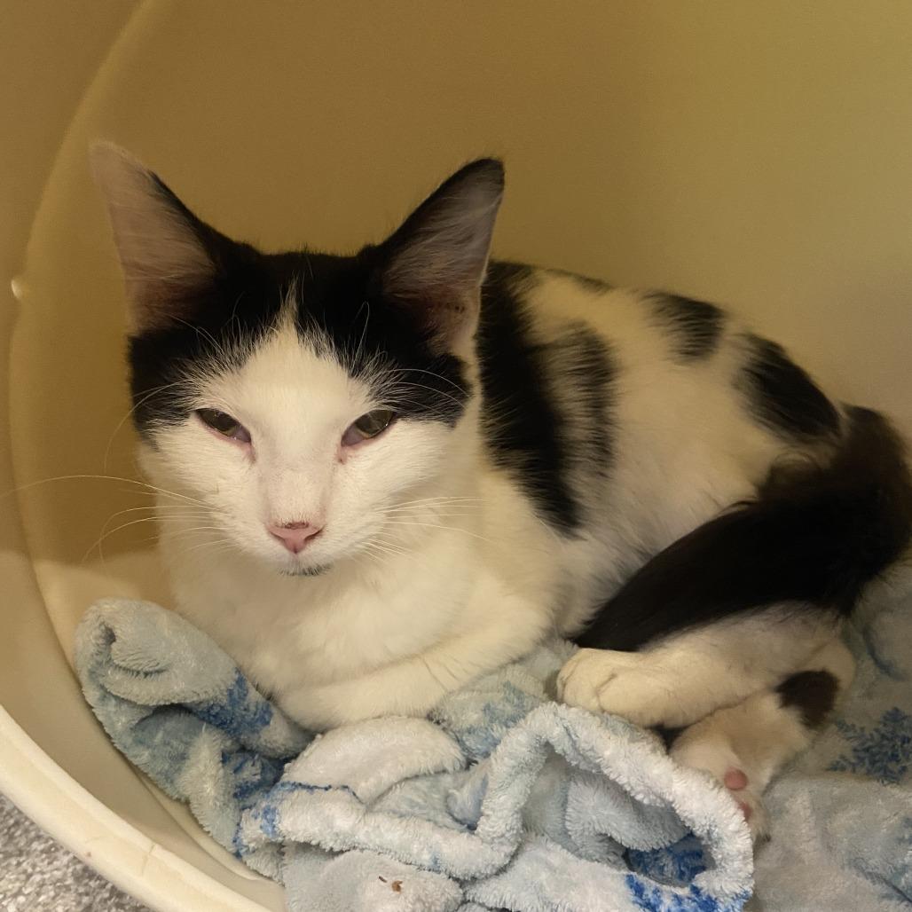 Enlarge Mason, a Adoptable Domestic Medium Hair in Washington Township, OH image 2/6