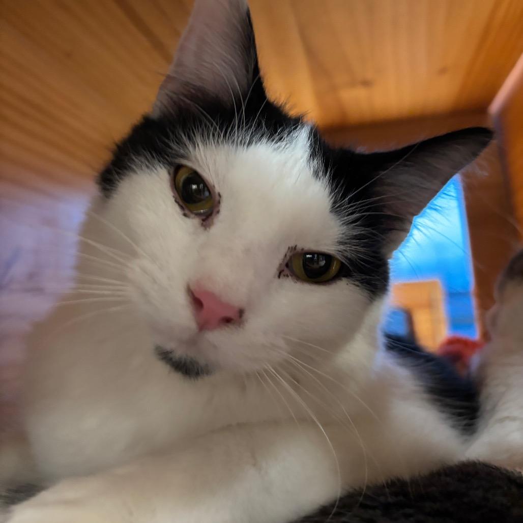 Enlarge Mason, a Adoptable Domestic Medium Hair in Washington Township, OH image 3/6