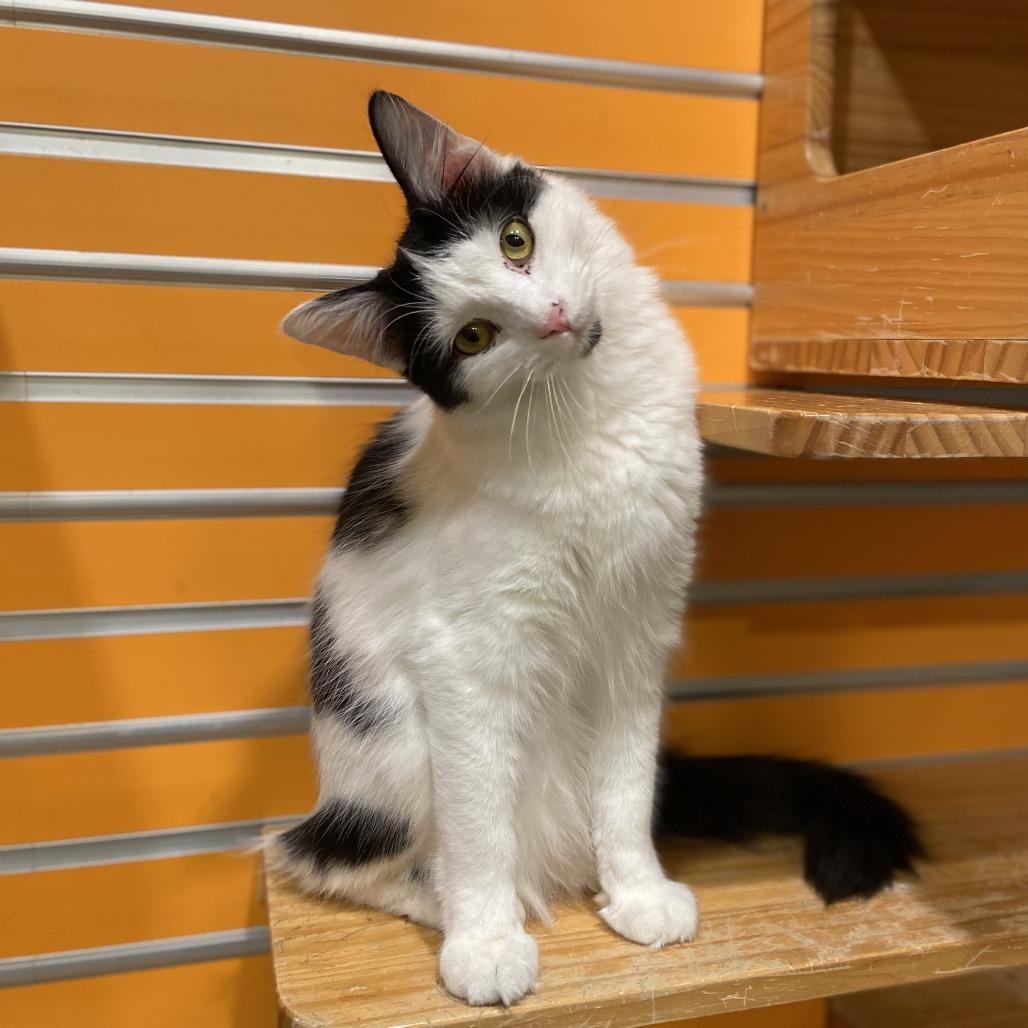 Enlarge Mason, a Adoptable Domestic Medium Hair in Washington Township, OH image 4/6