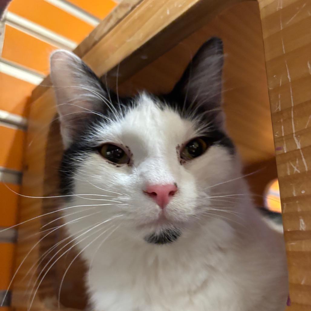 Enlarge Mason, a Adoptable Domestic Medium Hair in Washington Township, OH image 5/6