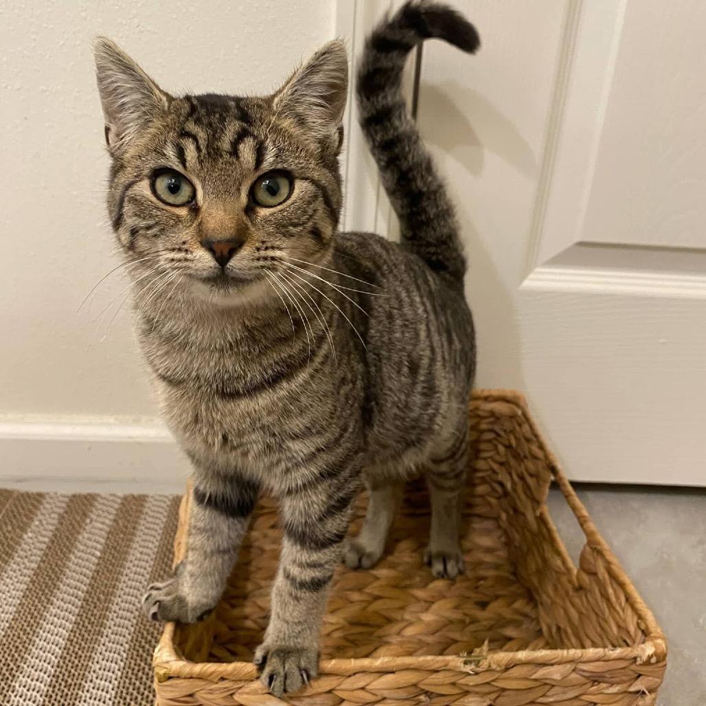 Millie, Adoptable, Kitten Female Domestic Short Hair.