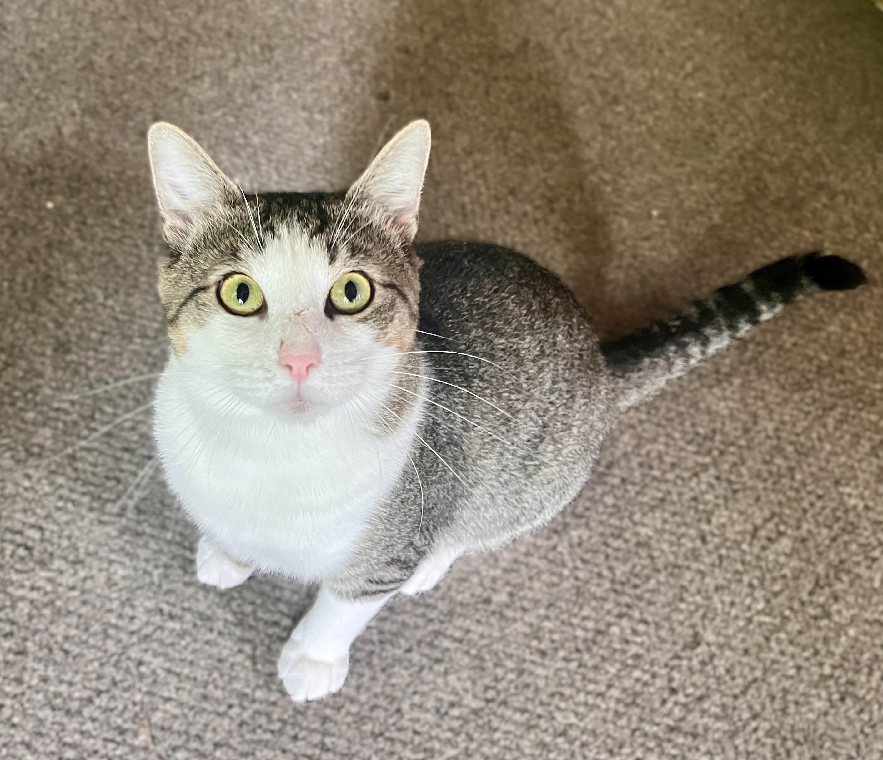 Freddie, a Adoptable mixed breed in Rocky Hill, CT image 3/6