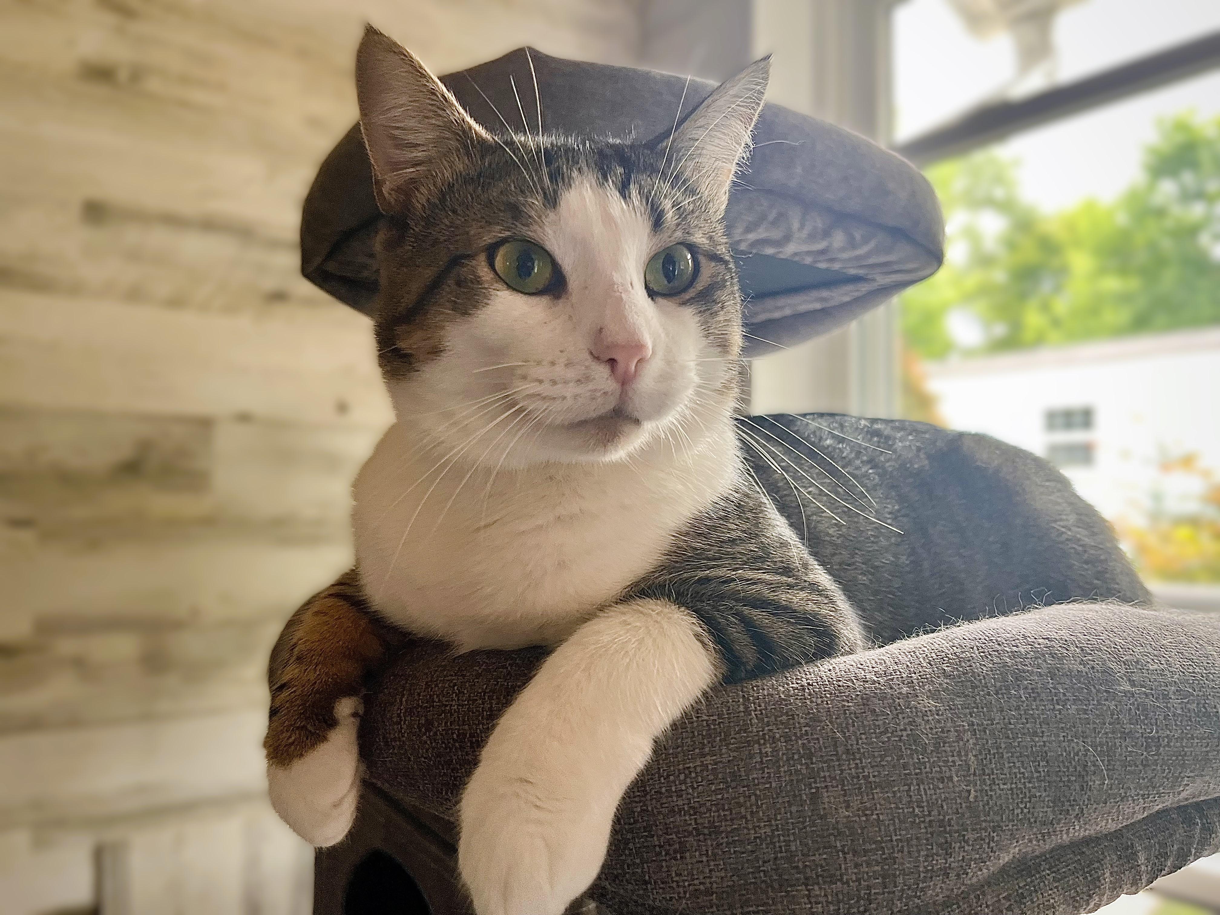 Freddie, a Adoptable mixed breed in Rocky Hill, CT image 2/6