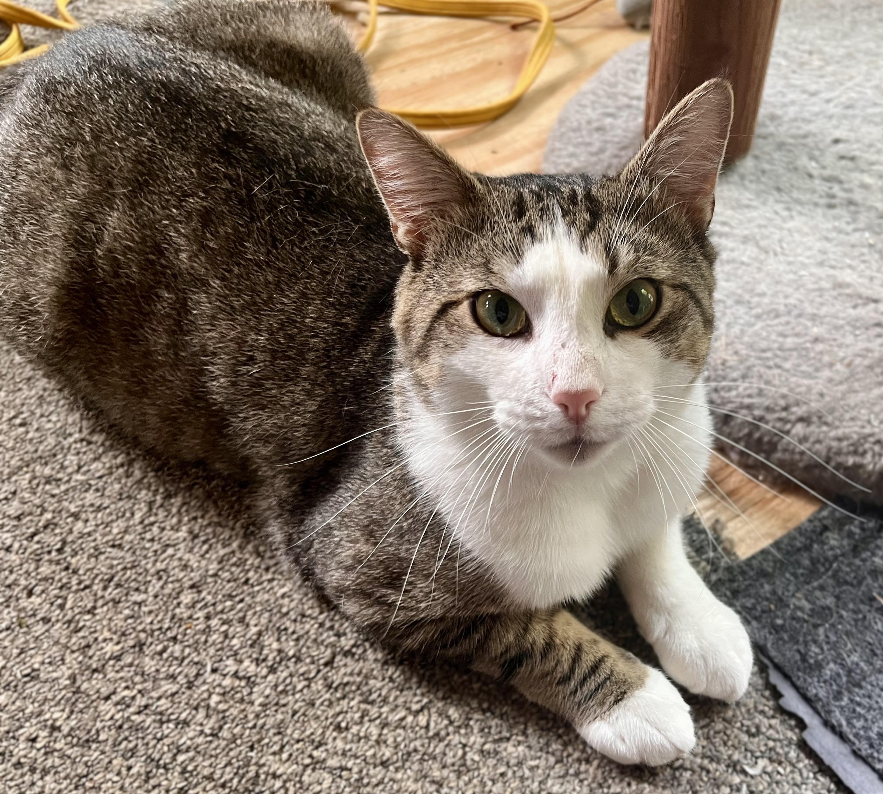 Freddie, a Adoptable mixed breed in Rocky Hill, CT image 4/6