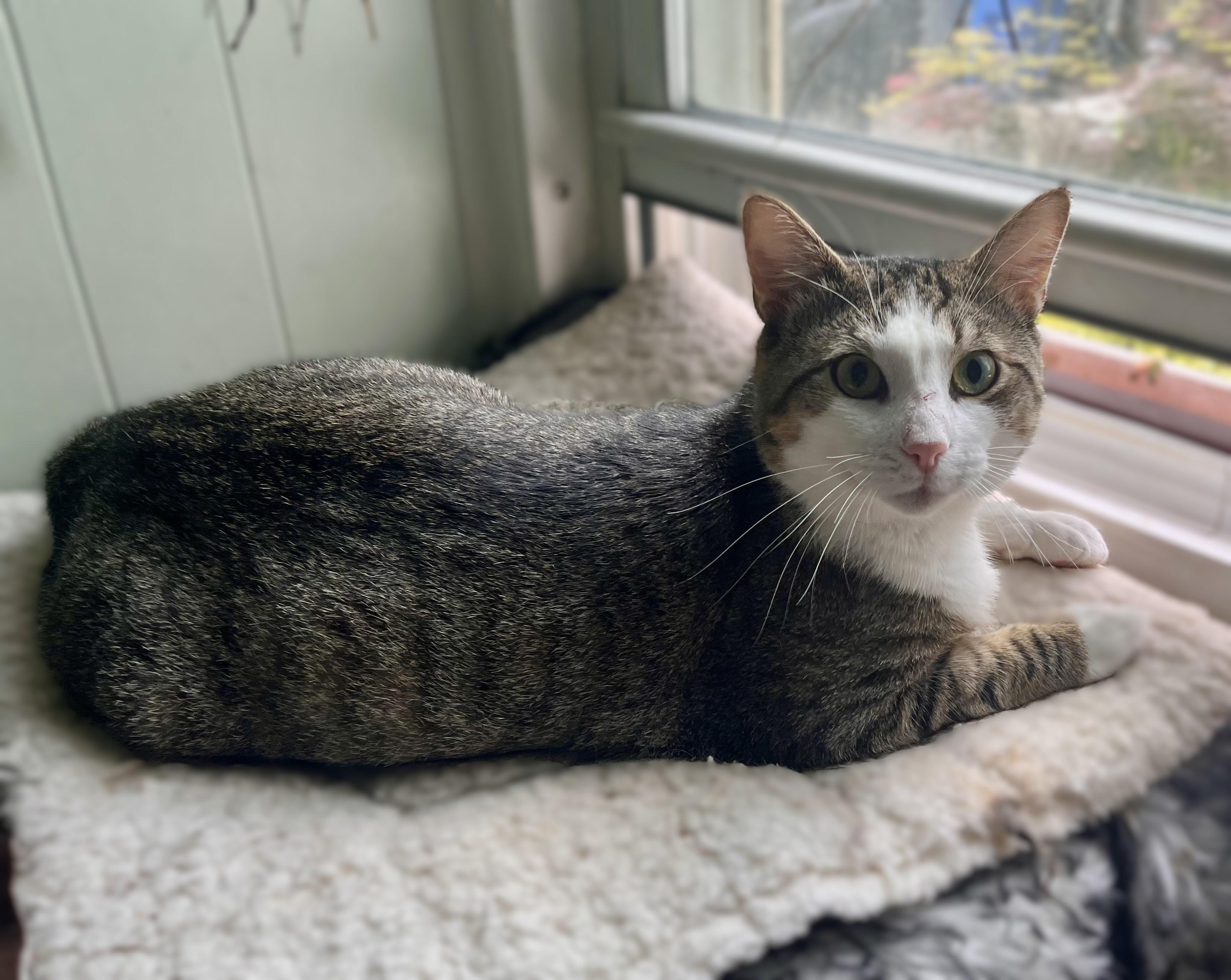 Freddie, a Adoptable mixed breed in Rocky Hill, CT image 5/6