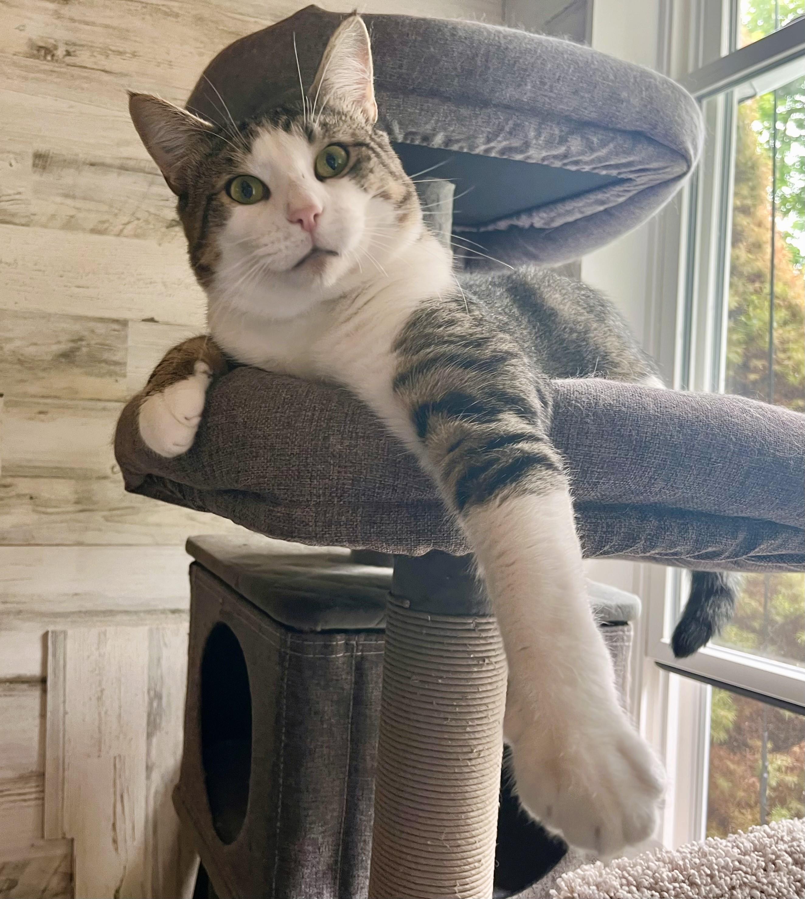 Freddie, Adoptable, Young Male Domestic Short Hair.