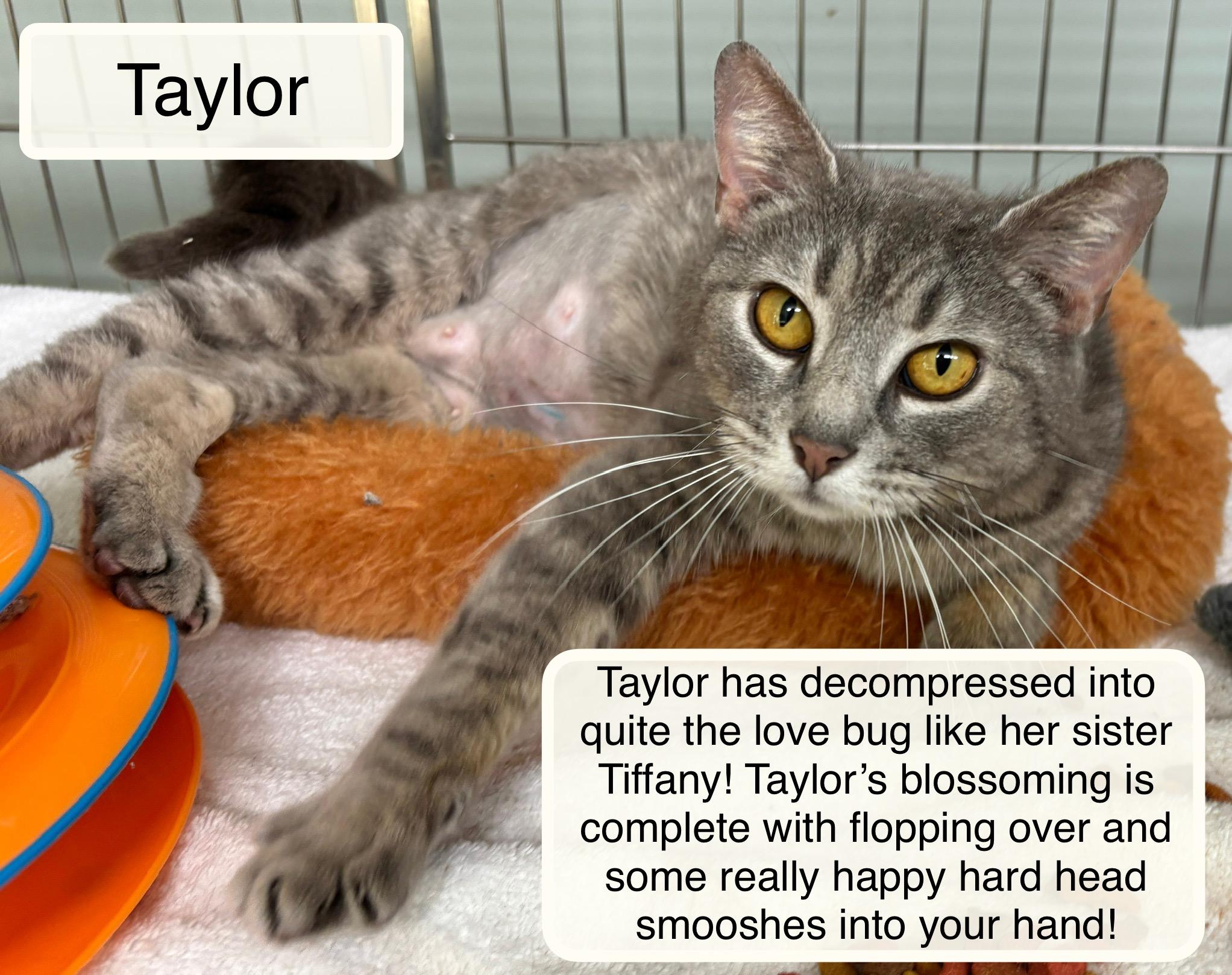 Enlarge Tiffany bonded with Taylor, an adopted Domestic Short Hair in Ellicott City, MD image 5/5