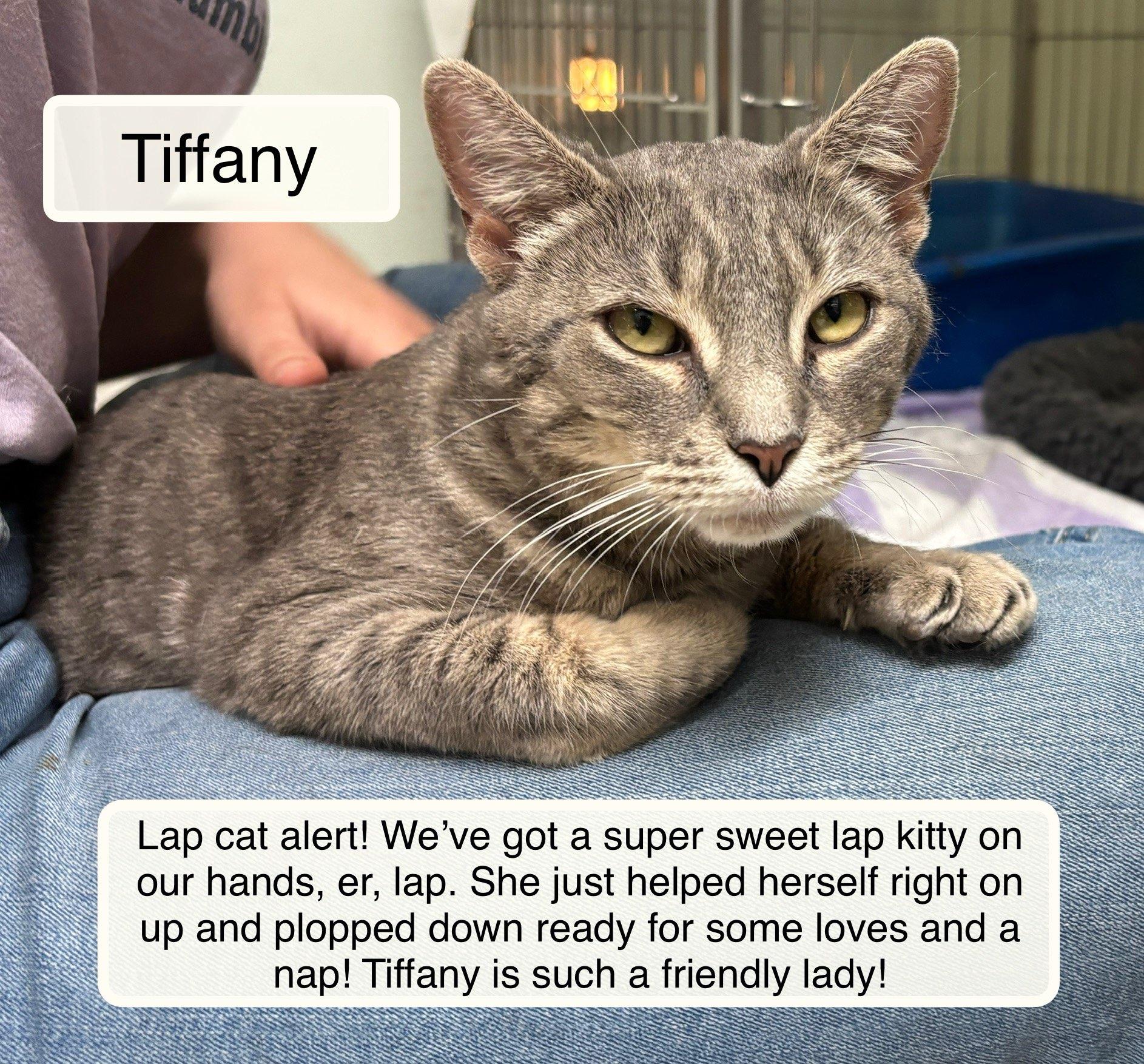 Enlarge Tiffany bonded with Taylor, an adopted Domestic Short Hair in Ellicott City, MD image 2/5
