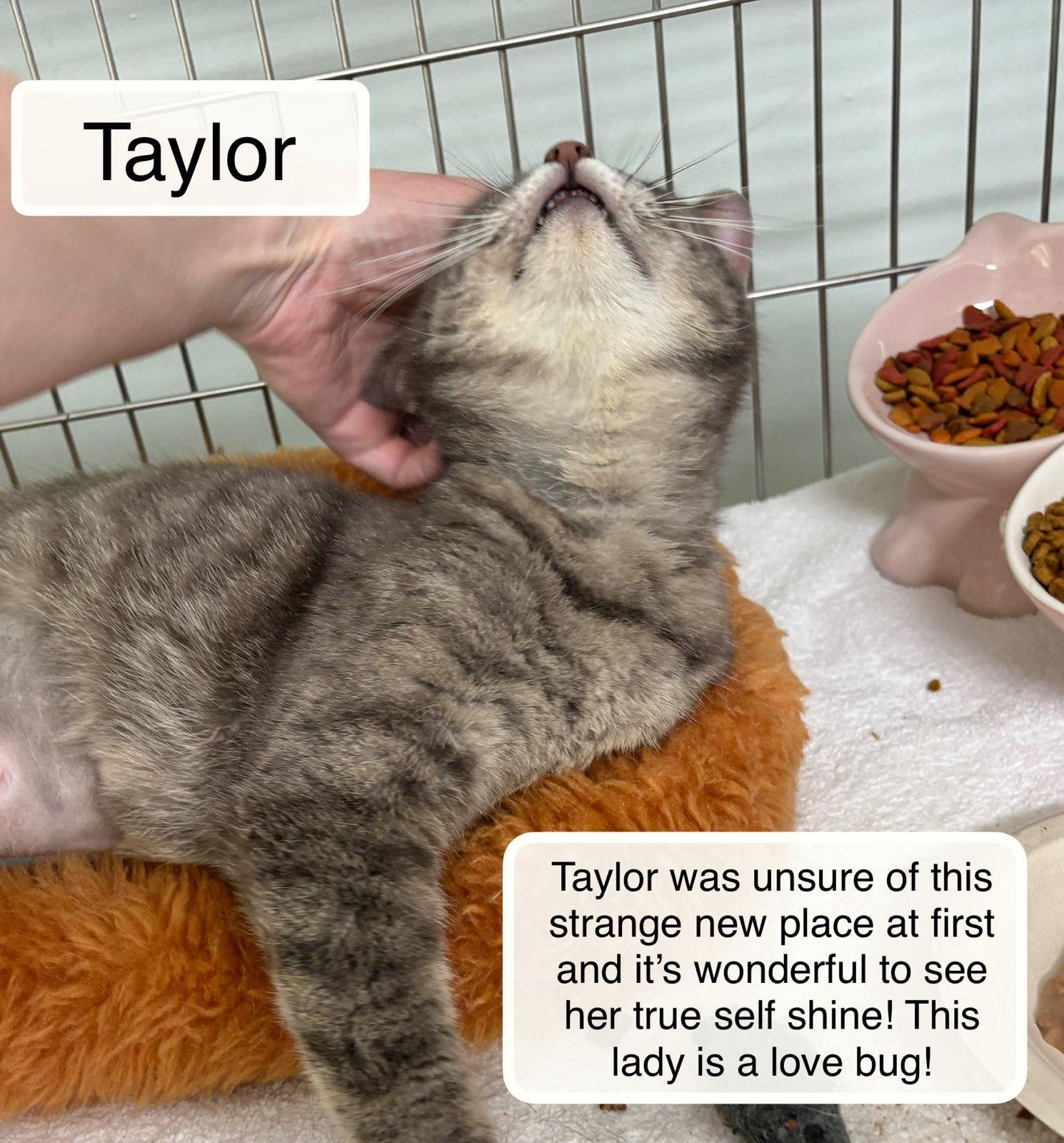 Enlarge Tiffany bonded with Taylor, an adopted Domestic Short Hair in Ellicott City, MD image 4/5