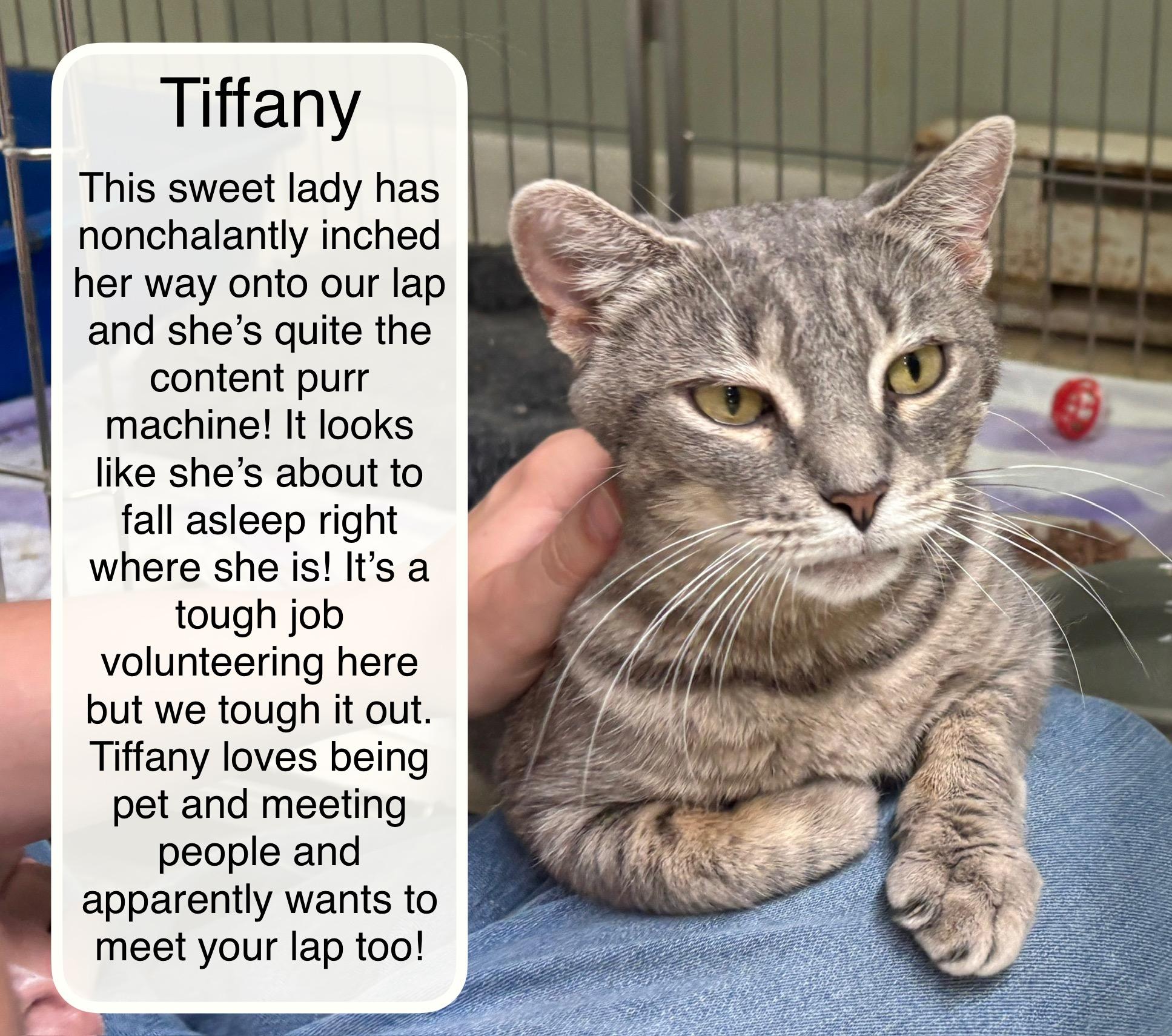 Enlarge Tiffany bonded with Taylor, an adopted Domestic Short Hair in Ellicott City, MD image 1/5