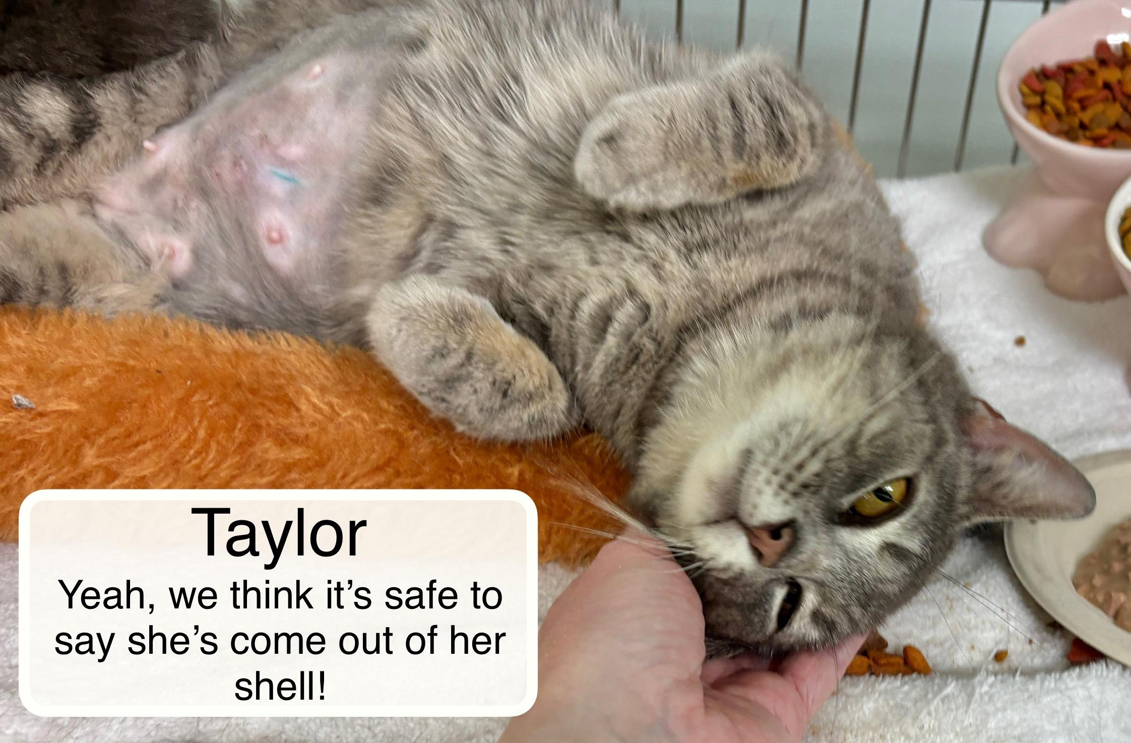Enlarge Tiffany bonded with Taylor, an adopted Domestic Short Hair in Ellicott City, MD image 3/5