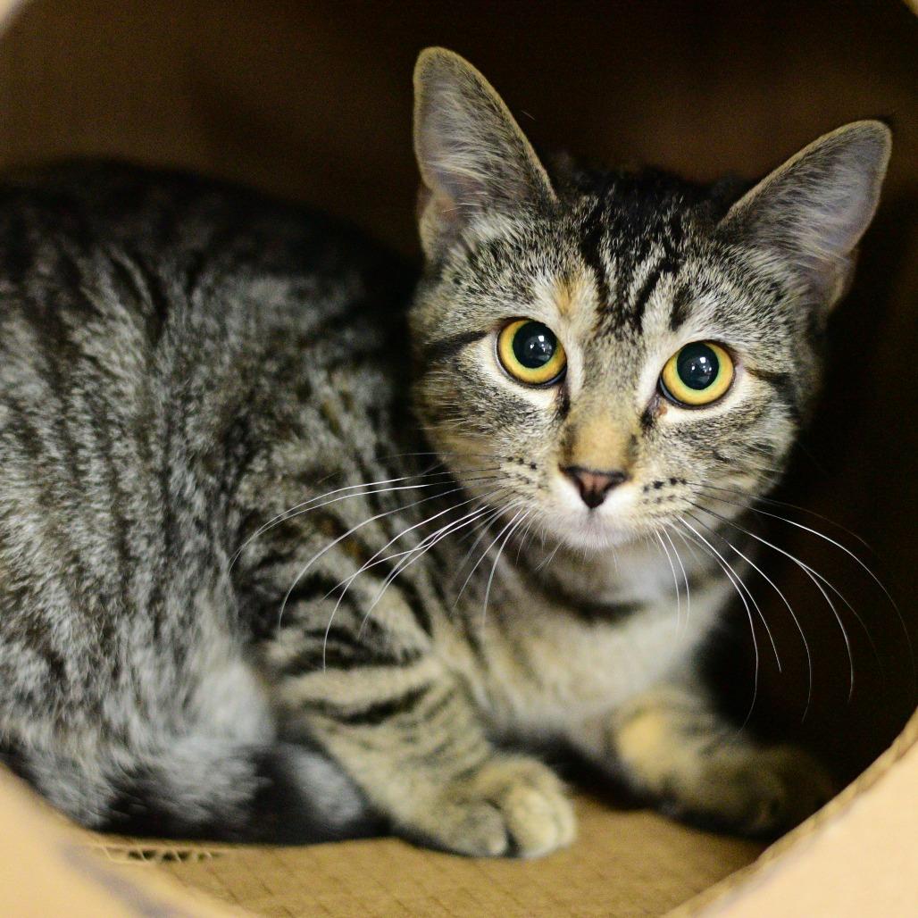 Lyra, Adoptable, Kitten Female Domestic Short Hair.