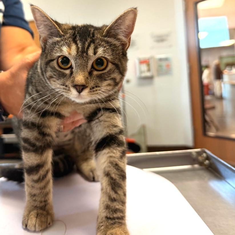 Enlarge Lyra, a Adoptable Domestic Short Hair in Idaho Falls, ID image 2/3