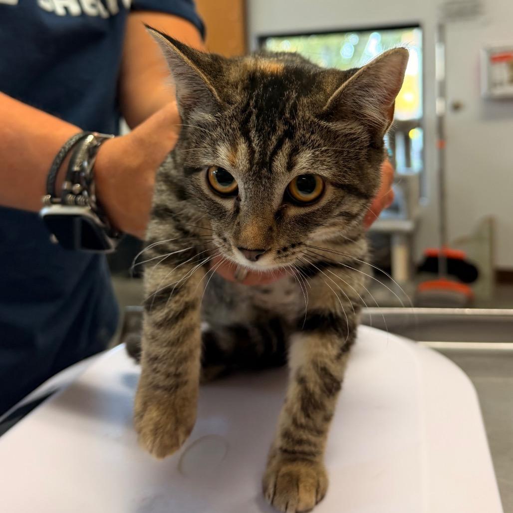 Enlarge Lyra, a Adoptable Domestic Short Hair in Idaho Falls, ID image 3/3