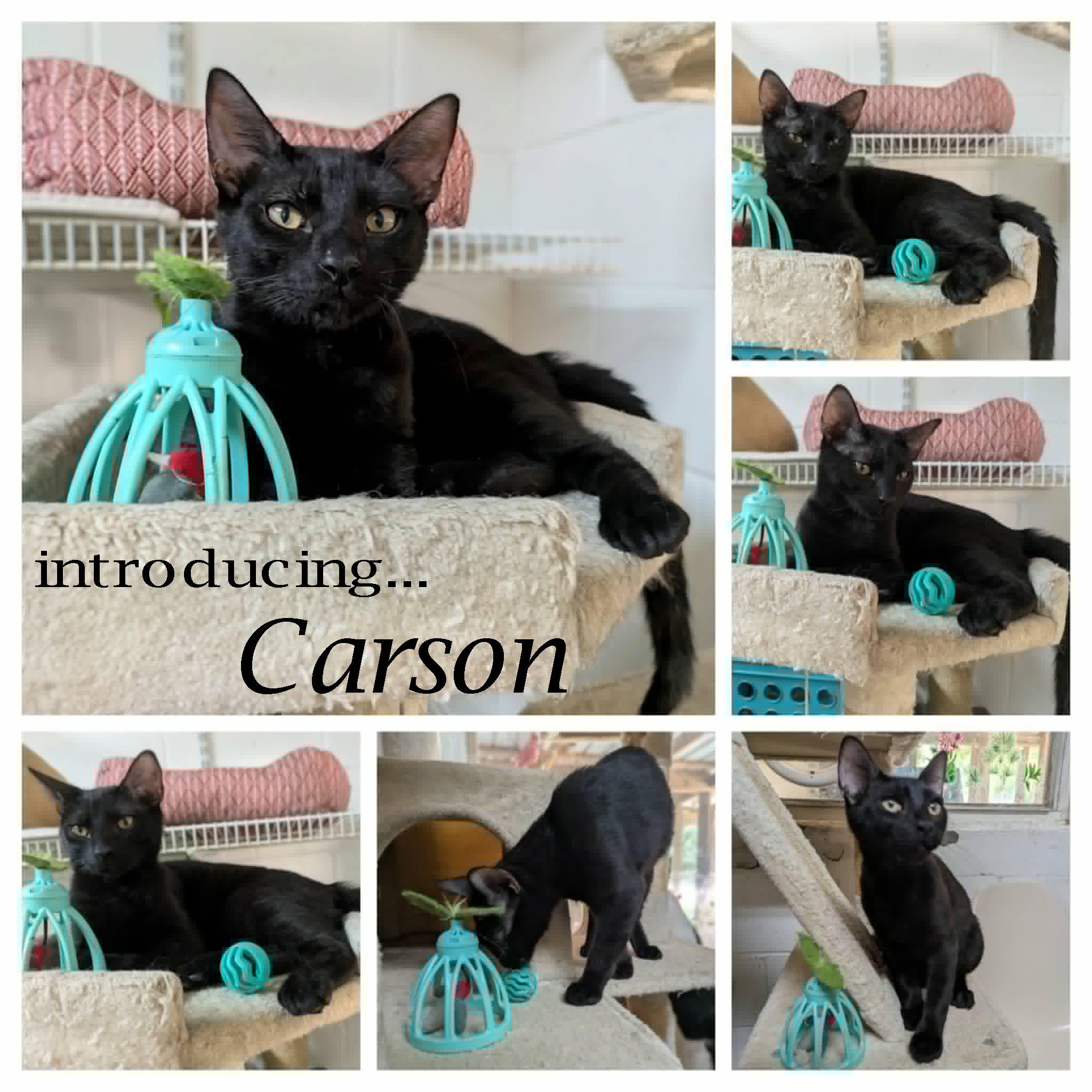 Carson, an adopted mixed breed in Ozark, AL image 2/4