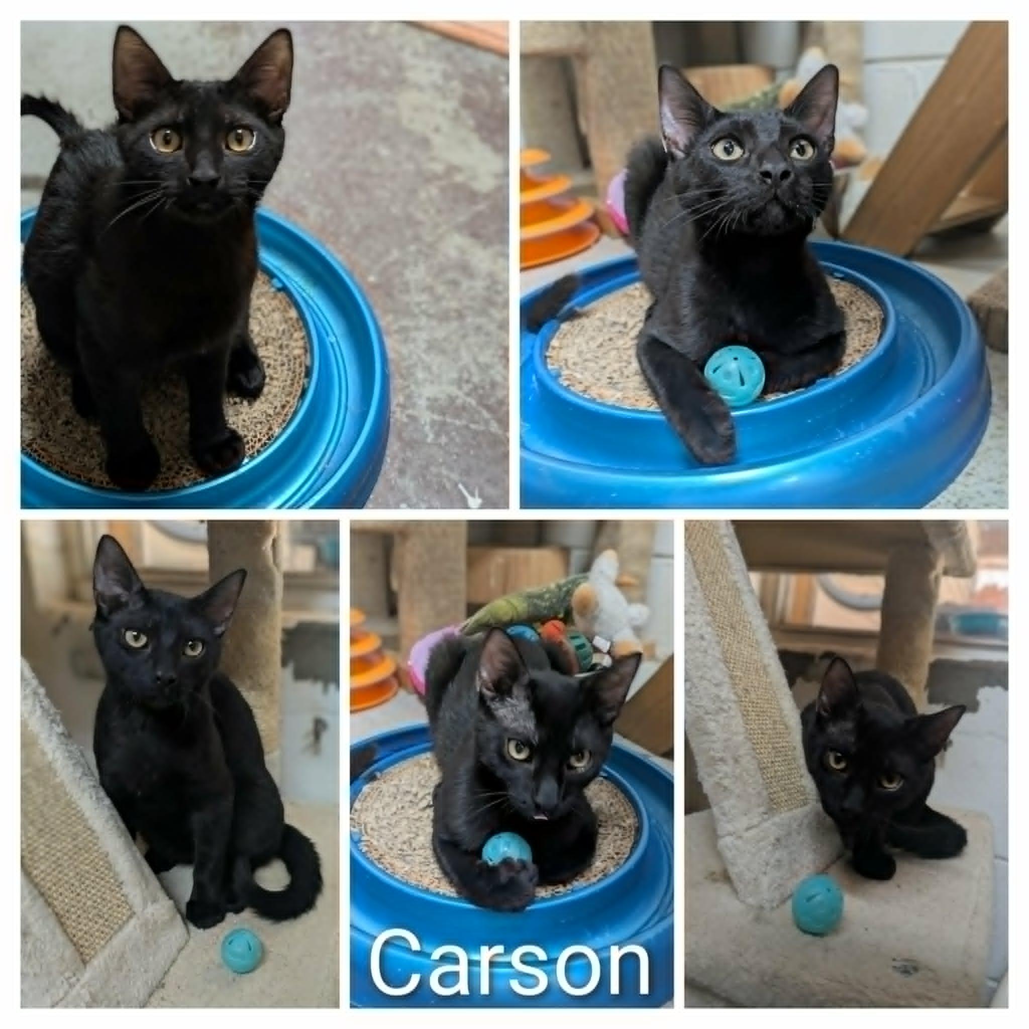 Carson, an adopted mixed breed in Ozark, AL image 3/4