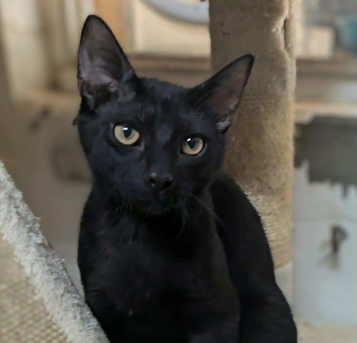 Carson, adopted, Kitten Male Domestic Short Hair.