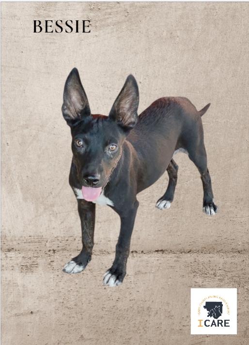 Bessie