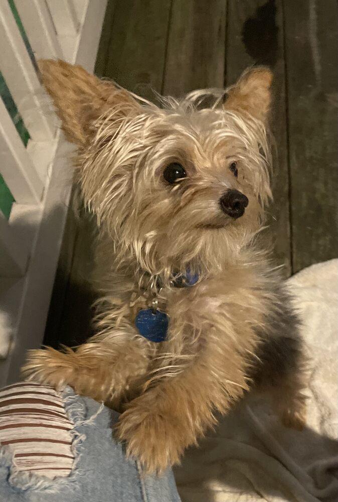 Reece, Adopted, Puppy Male Yorkshire Terrier.