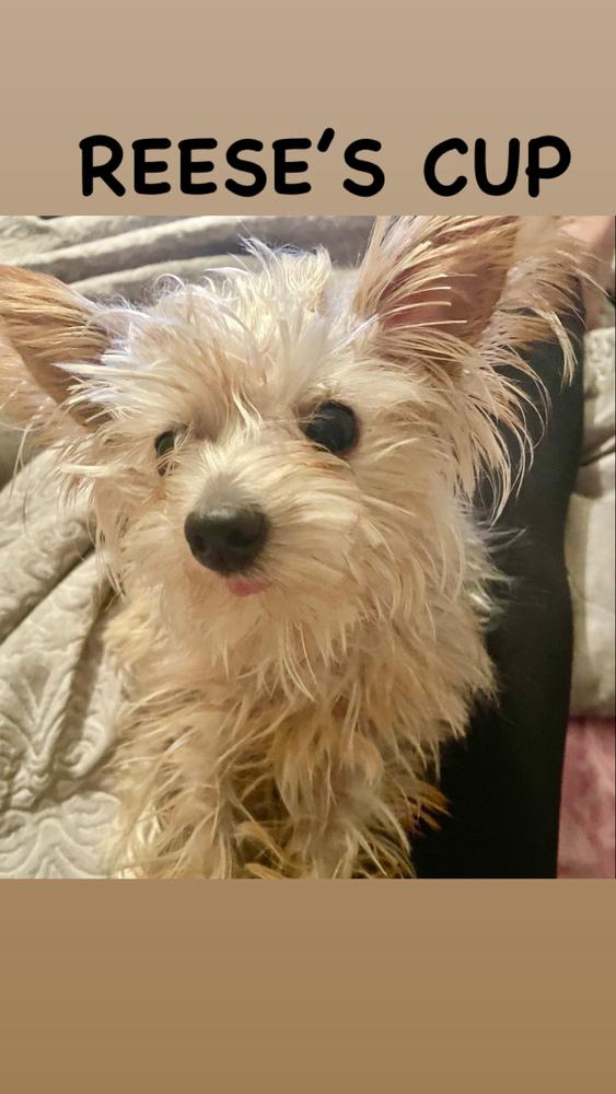 Enlarge Reece, a Adopted Yorkshire Terrier in Jackson, GA image 2/2