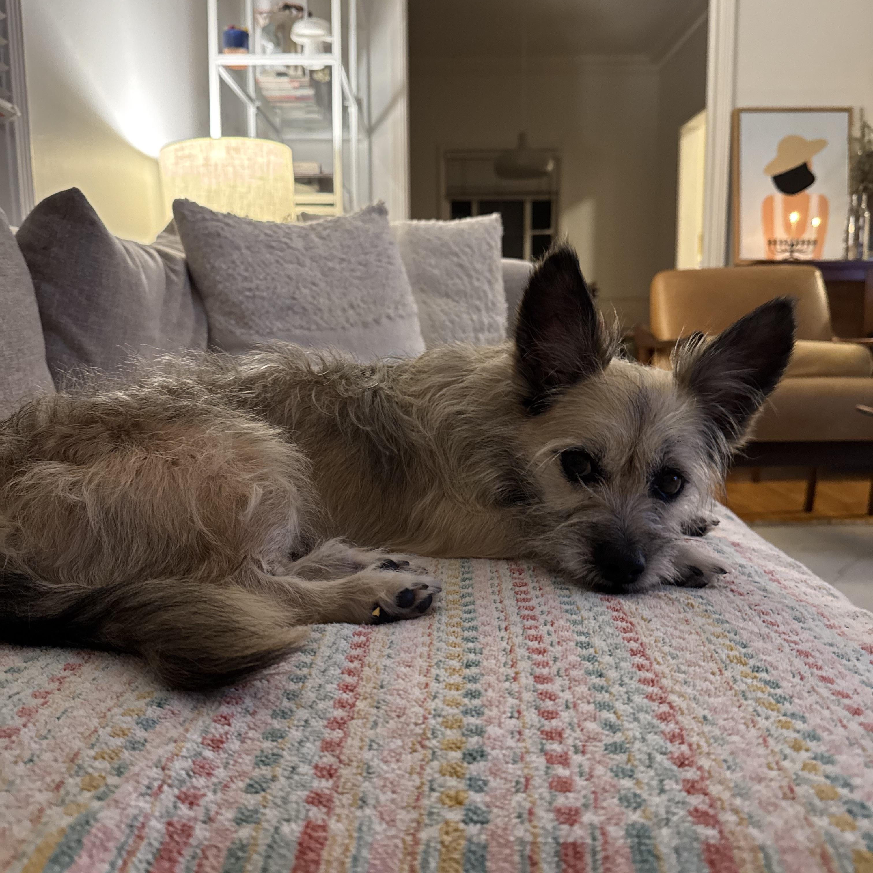 Yoda, ADOPTABLE, Adult Male Cairn Terrier.