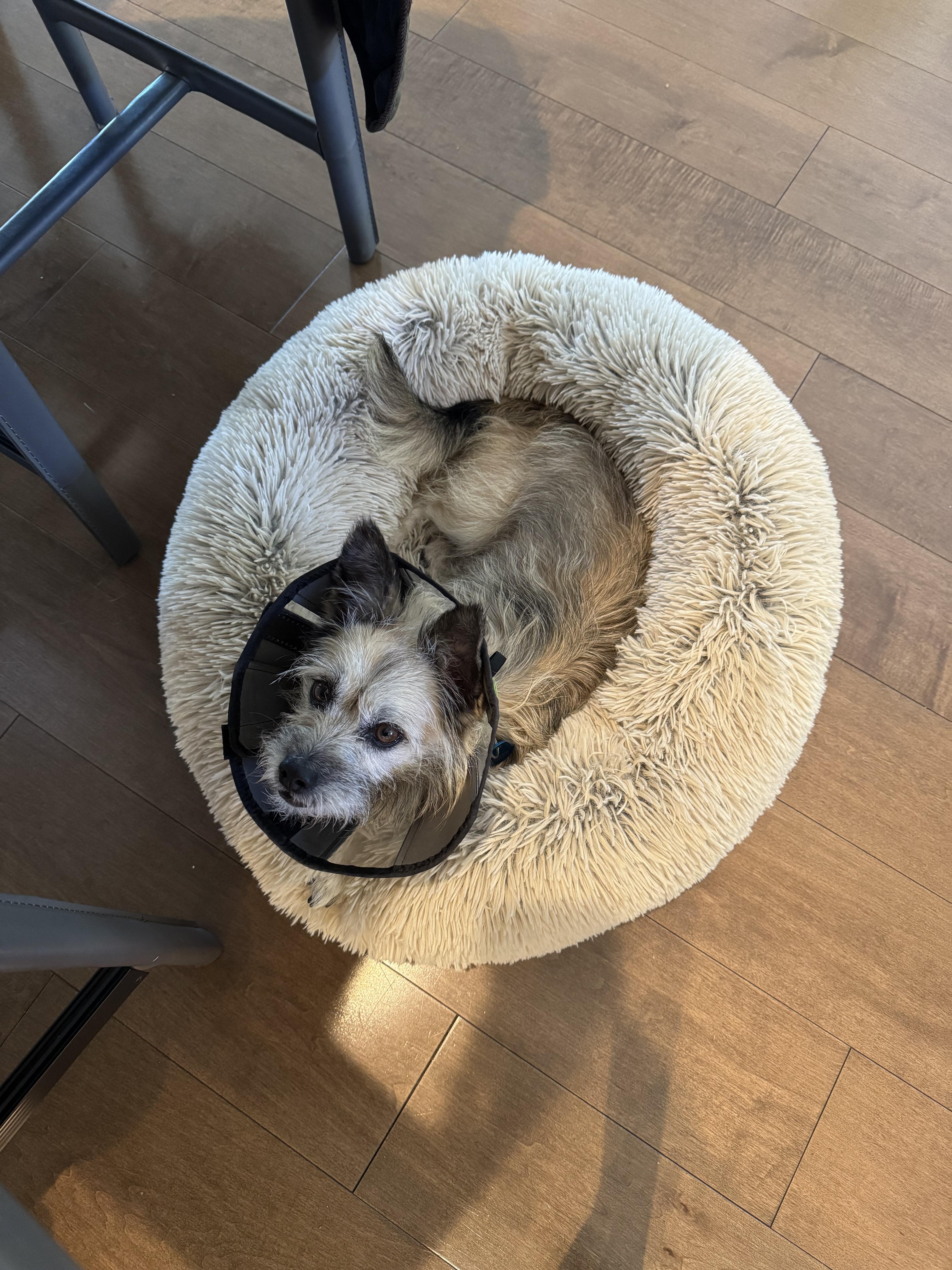 Enlarge Yoda, a ADOPTABLE mixed breed in Pasadena, CA image 4/6