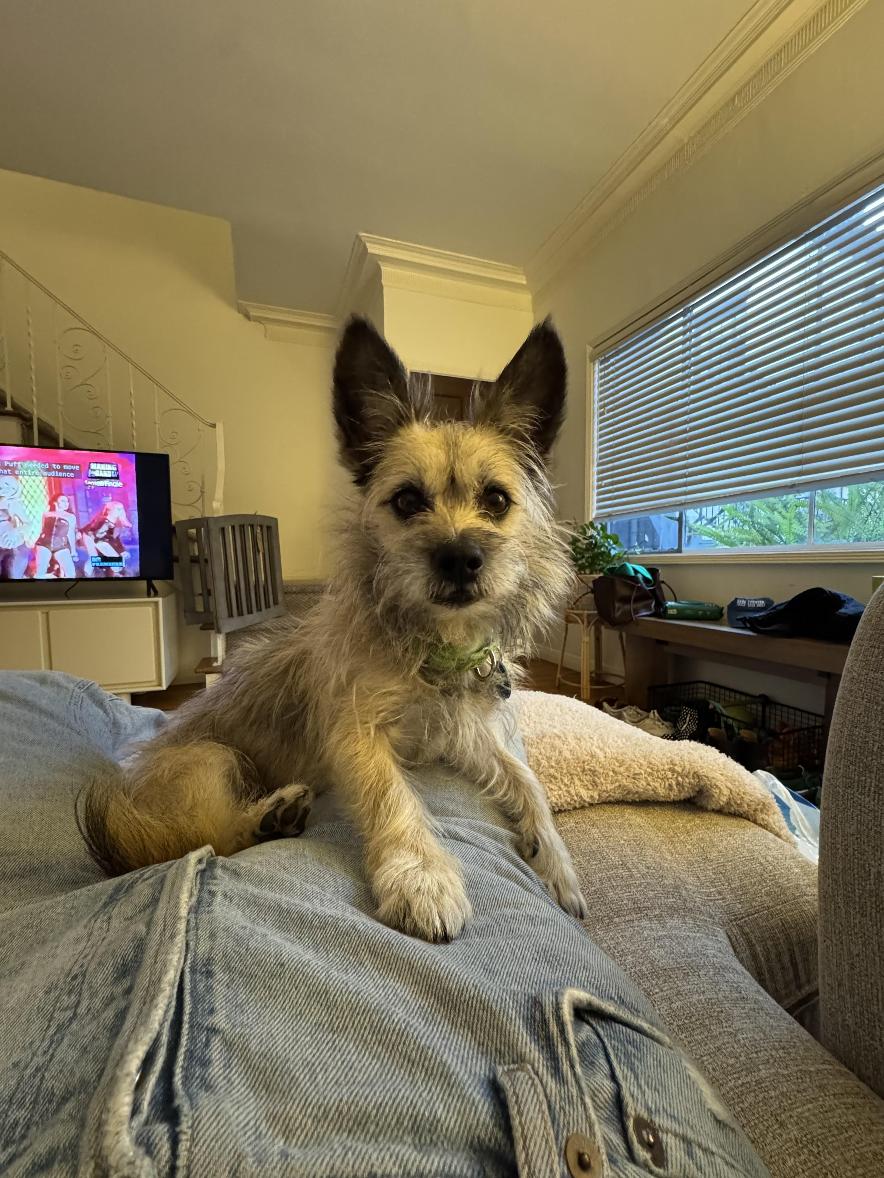 Enlarge Yoda, a ADOPTABLE mixed breed in Pasadena, CA image 3/6