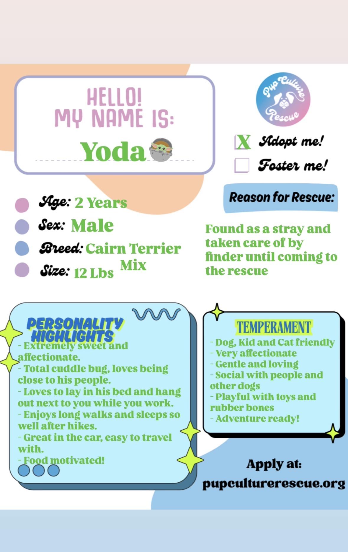 Enlarge Yoda, a ADOPTABLE mixed breed in Pasadena, CA image 2/6