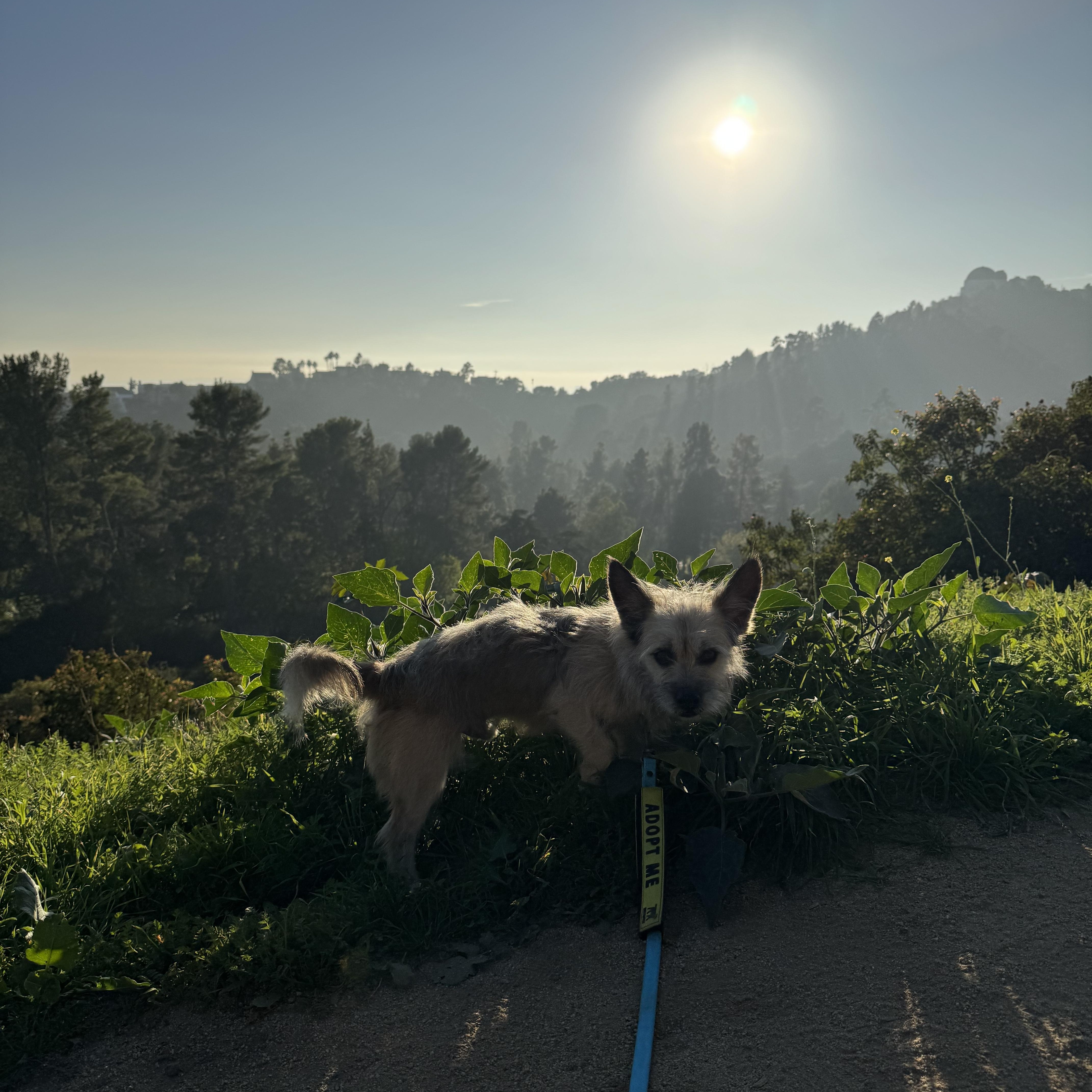 Enlarge Yoda, a ADOPTABLE mixed breed in Pasadena, CA image 6/6