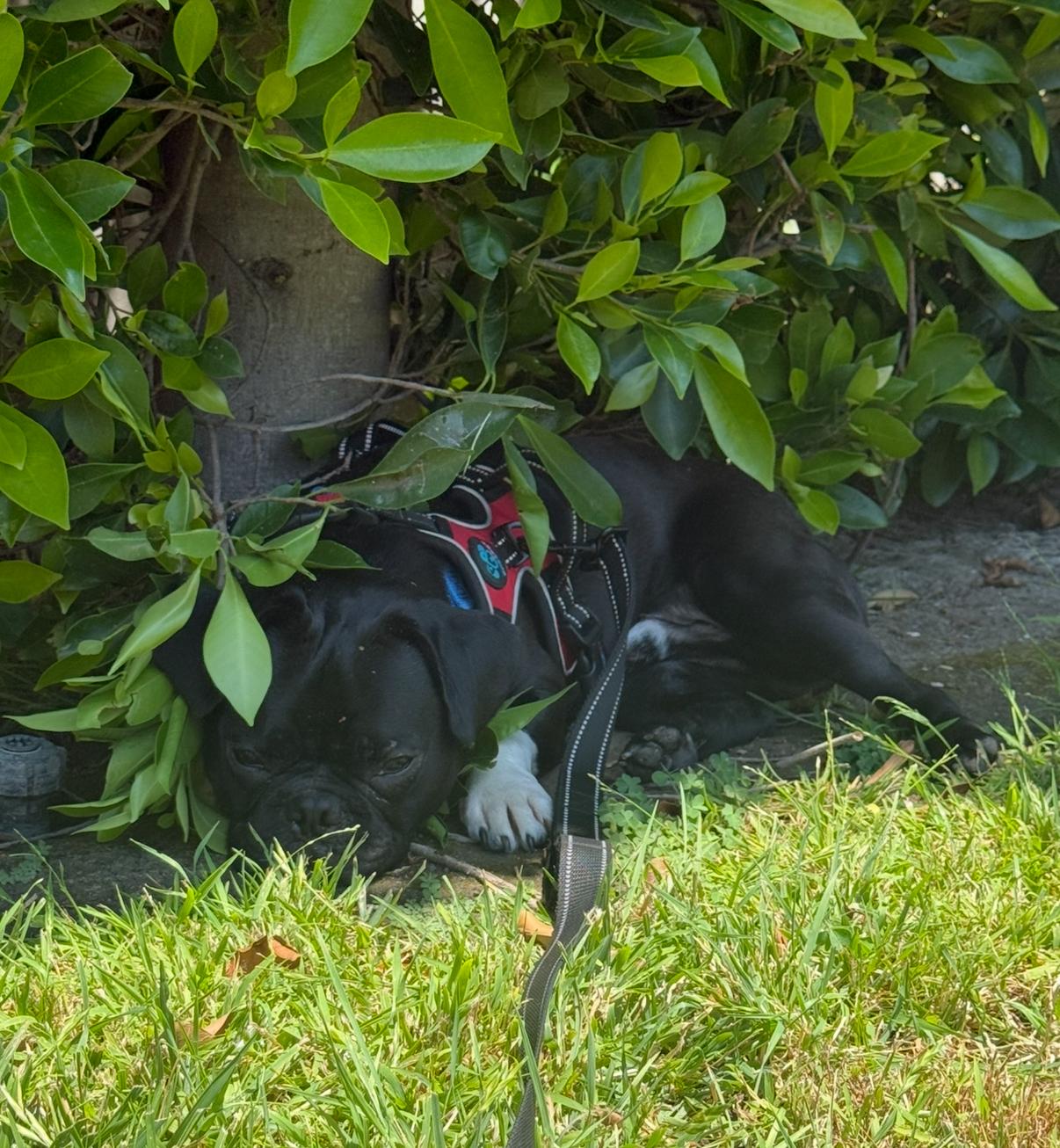 Robert Gonzalez, a Adopted mixed breed in Marina Del Rey, CA image 6/6