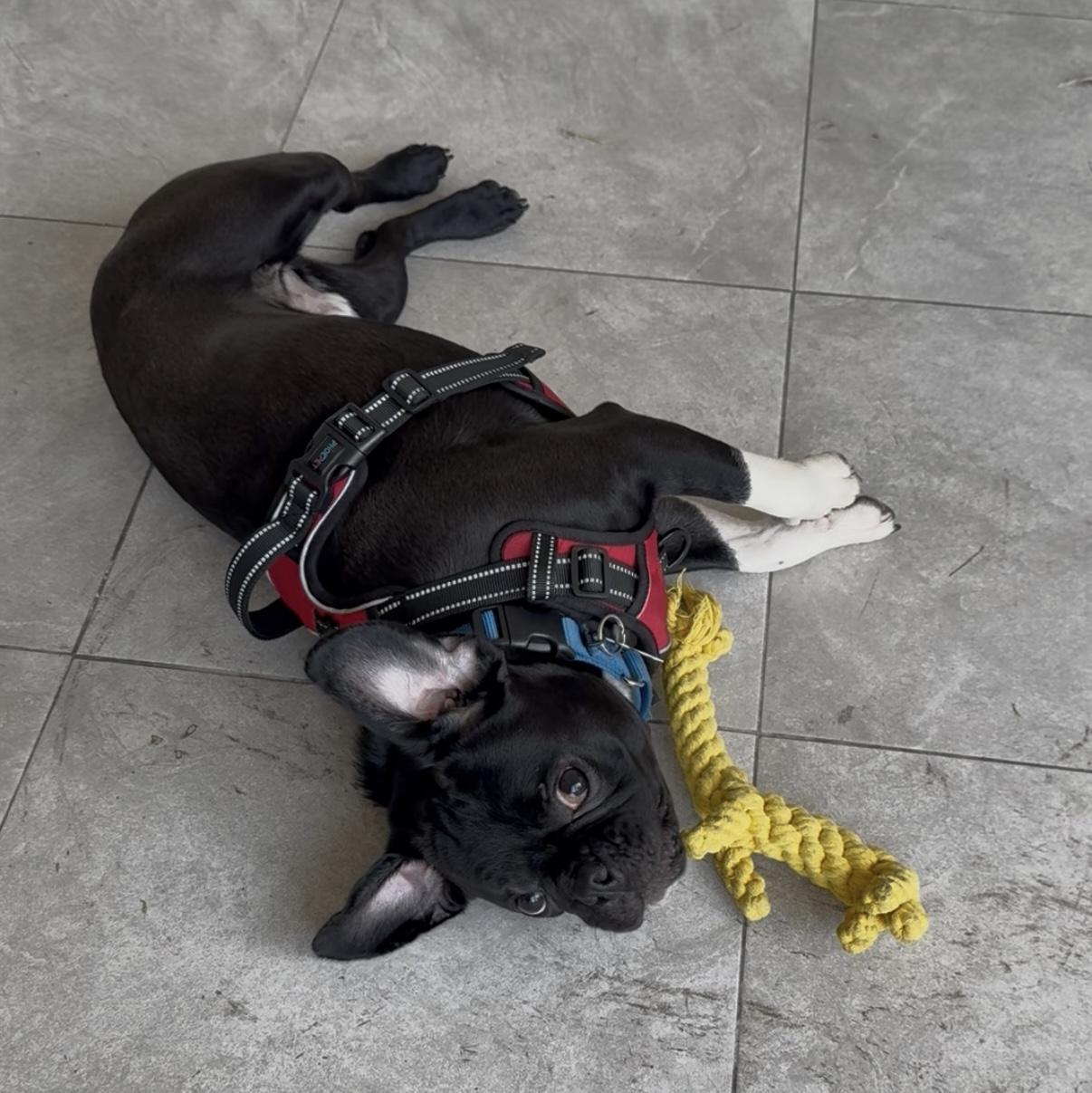 Robert Gonzalez, a Adopted mixed breed in Marina Del Rey, CA image 2/6