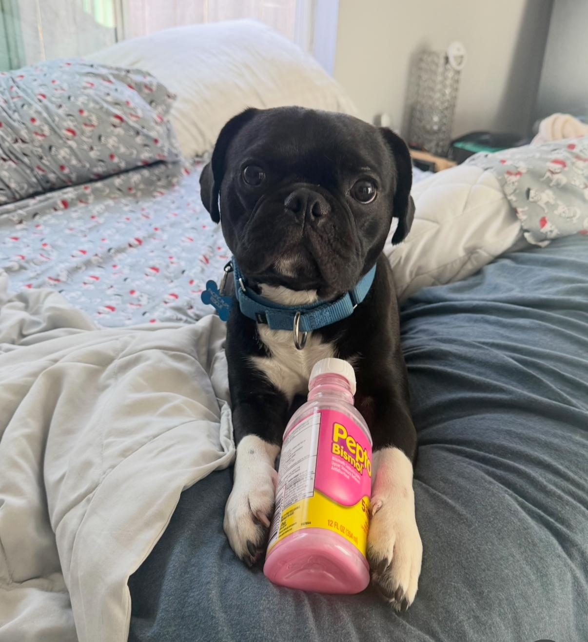 Robert Gonzalez, a Adopted mixed breed in Marina Del Rey, CA image 1/6