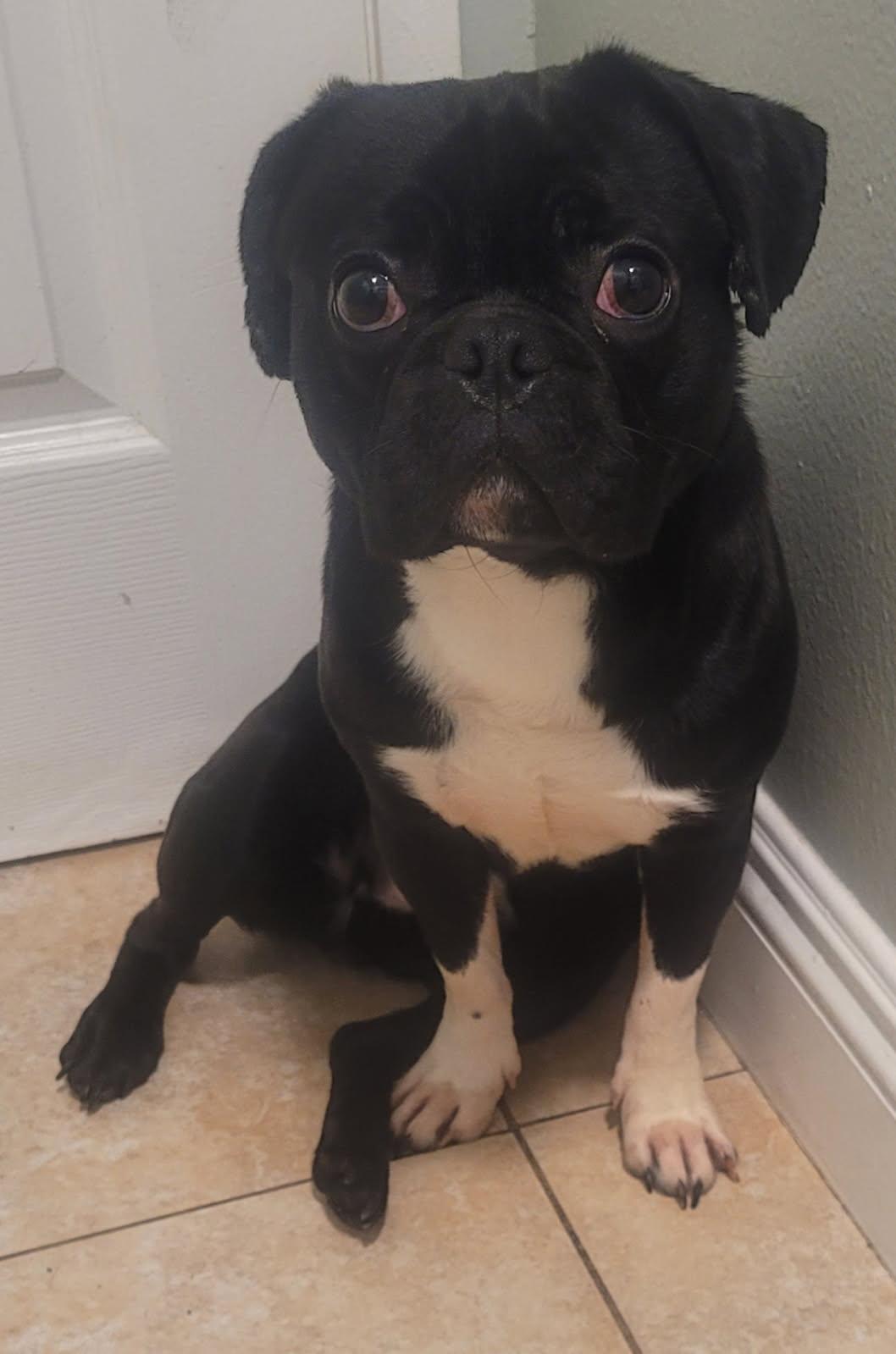 Robert Gonzalez, a Adopted mixed breed in Marina Del Rey, CA image 4/6