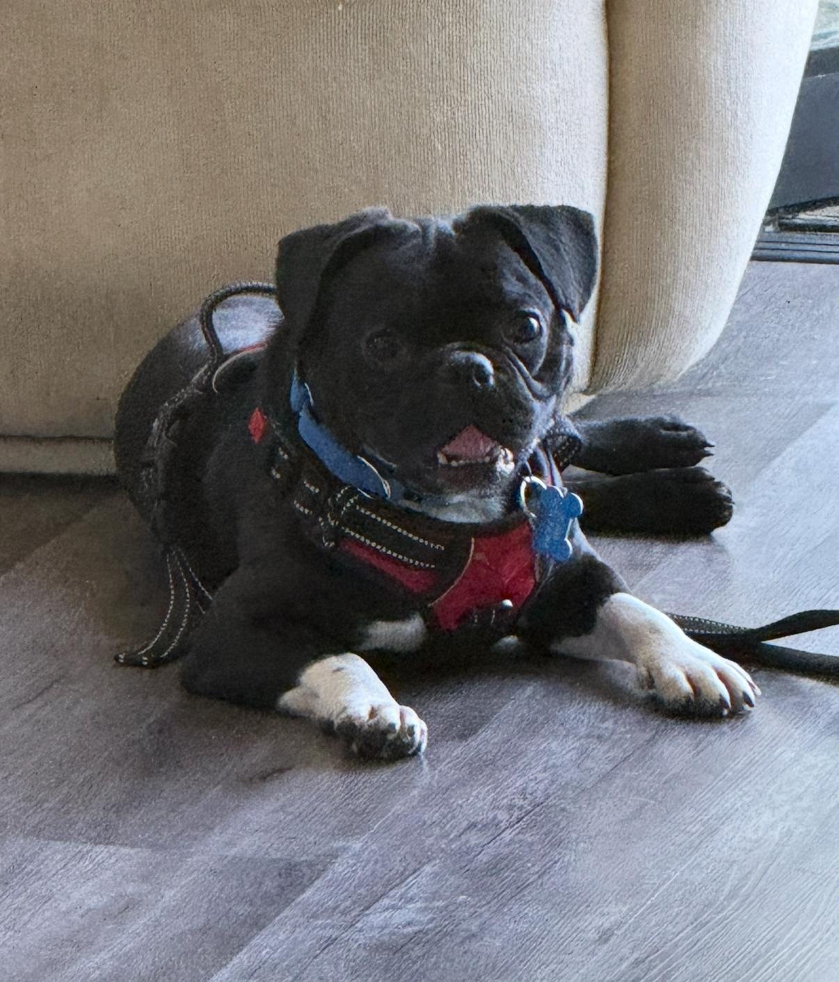 Robert Gonzalez, a Adopted mixed breed in Marina Del Rey, CA image 3/6