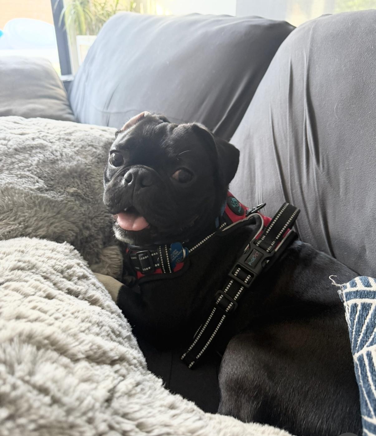 Robert Gonzalez, a Adopted mixed breed in Marina Del Rey, CA image 5/6