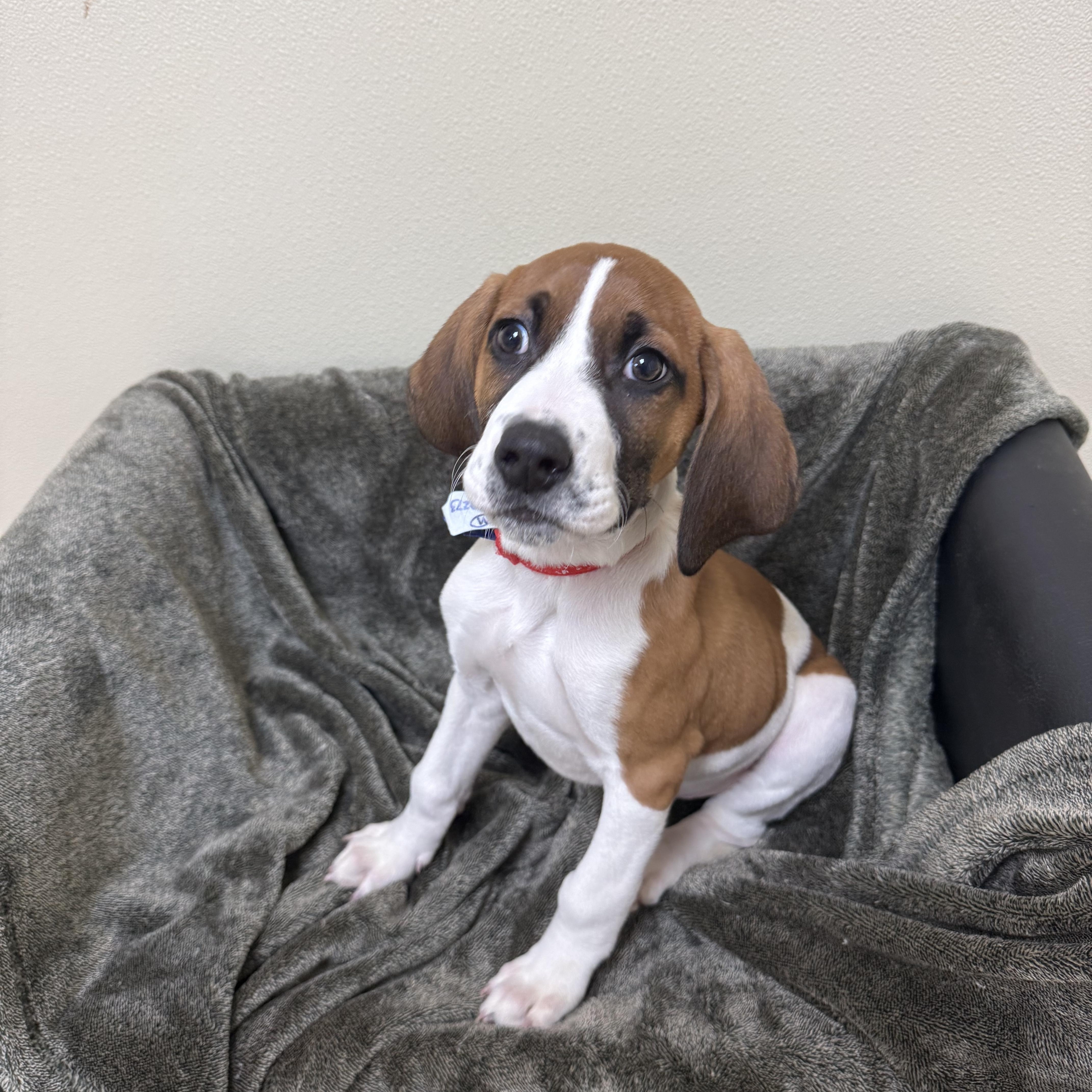 Enlarge Bashful , a Adoptable mixed breed in Douglas, MA image 4/4