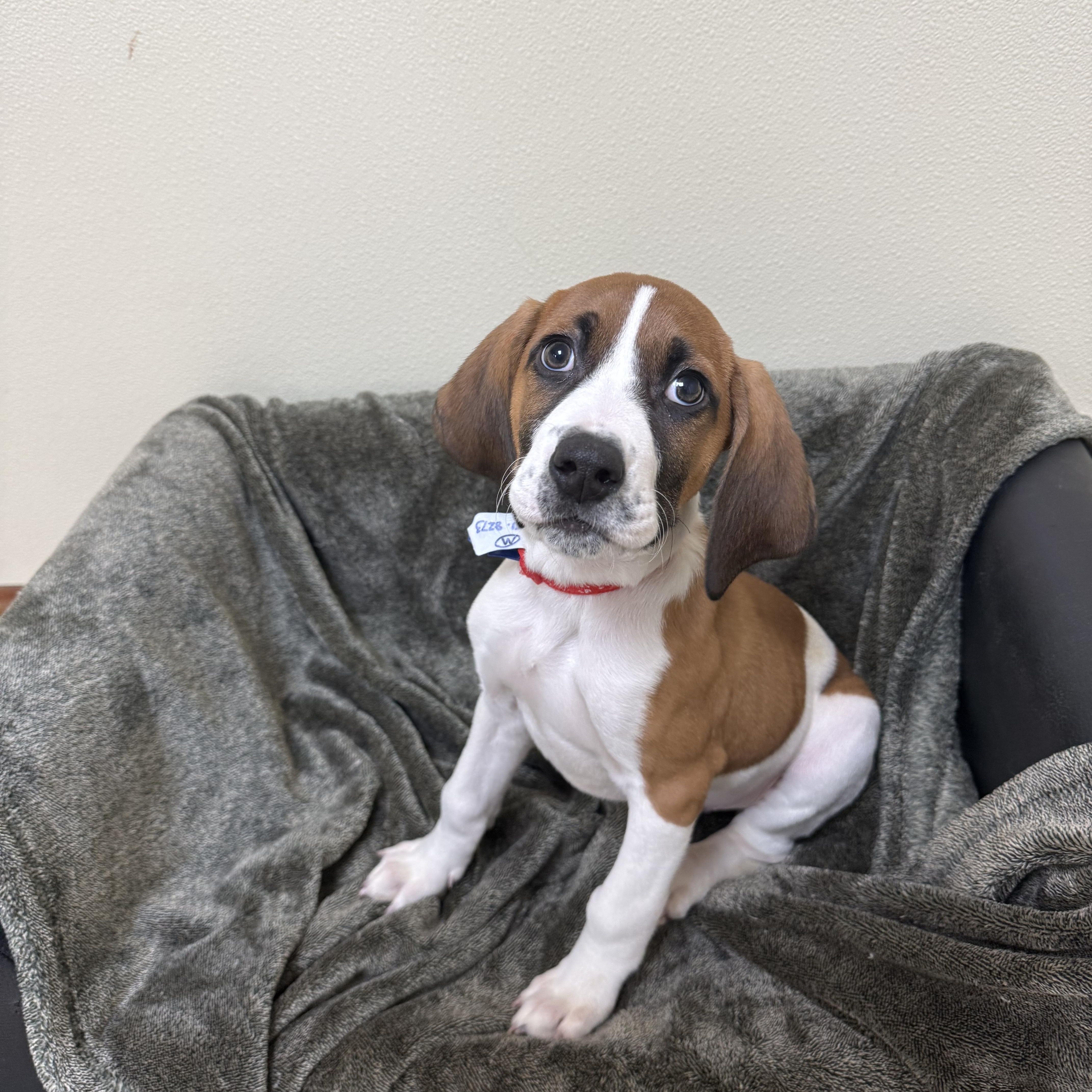 Enlarge Bashful , a Adoptable mixed breed in Douglas, MA image 3/4