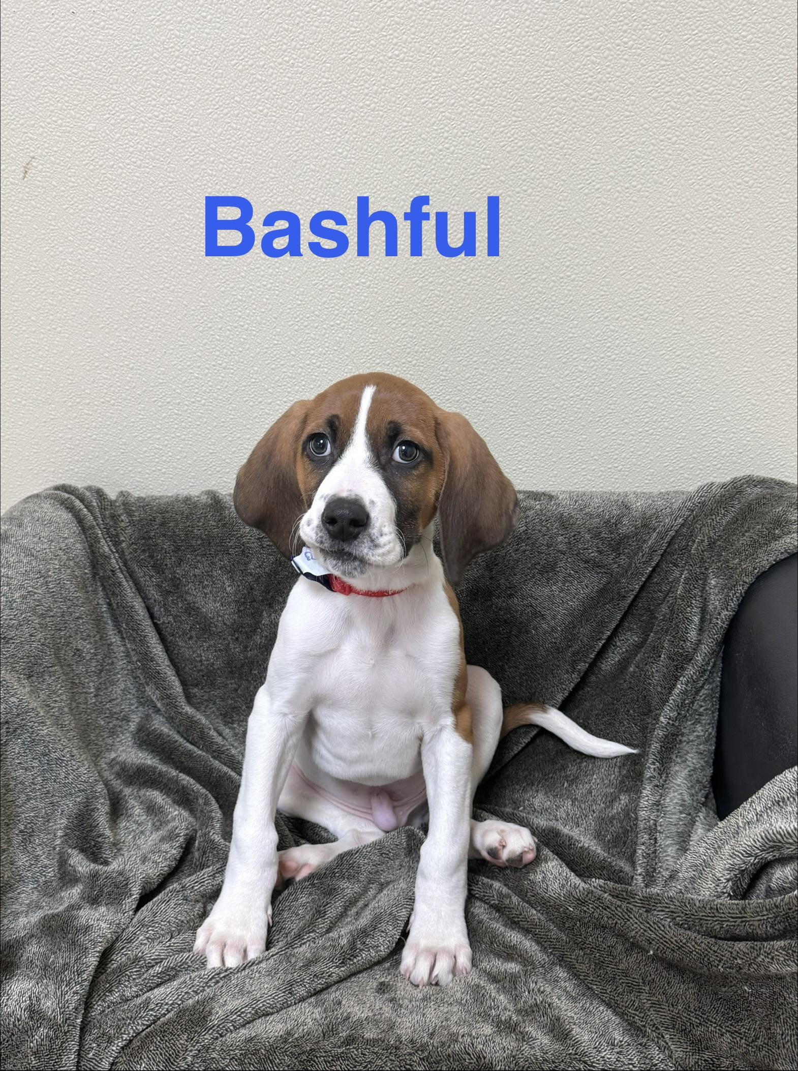 Bashful , Adoptable, Puppy Male Hound.