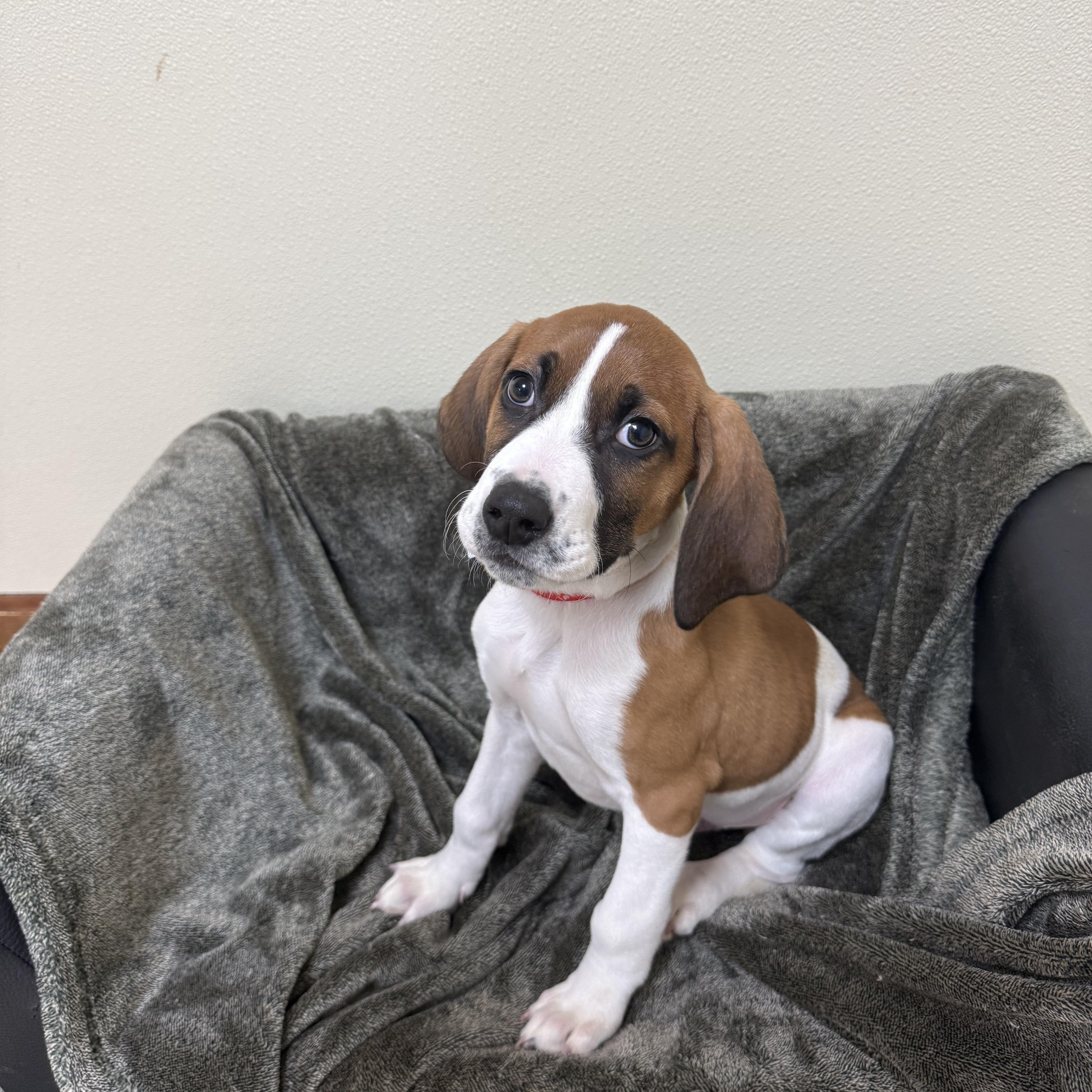 Enlarge Bashful , a Adoptable mixed breed in Douglas, MA image 2/4