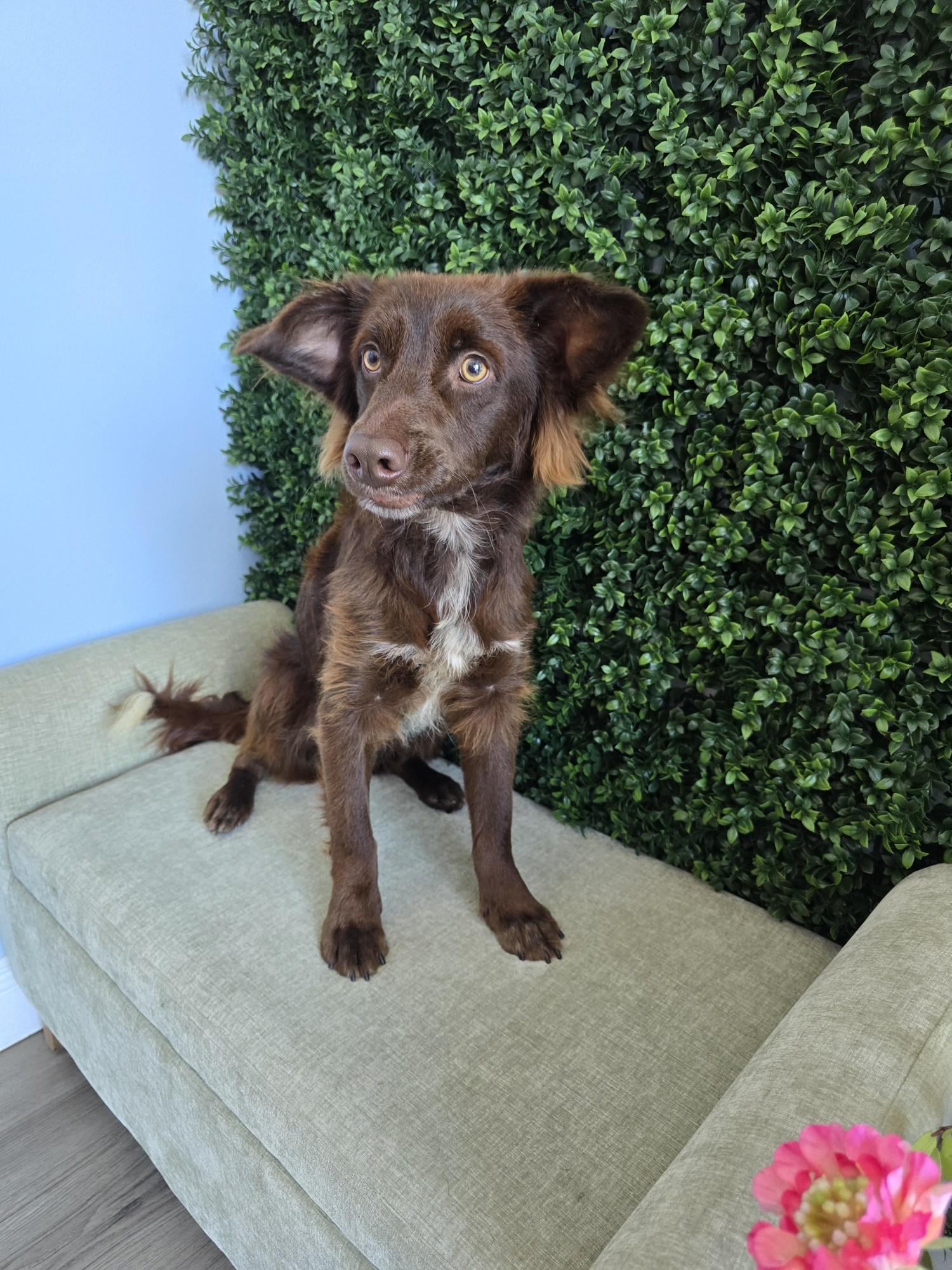 Vern, a Adoptable mixed breed in Torrance, CA image 3/6