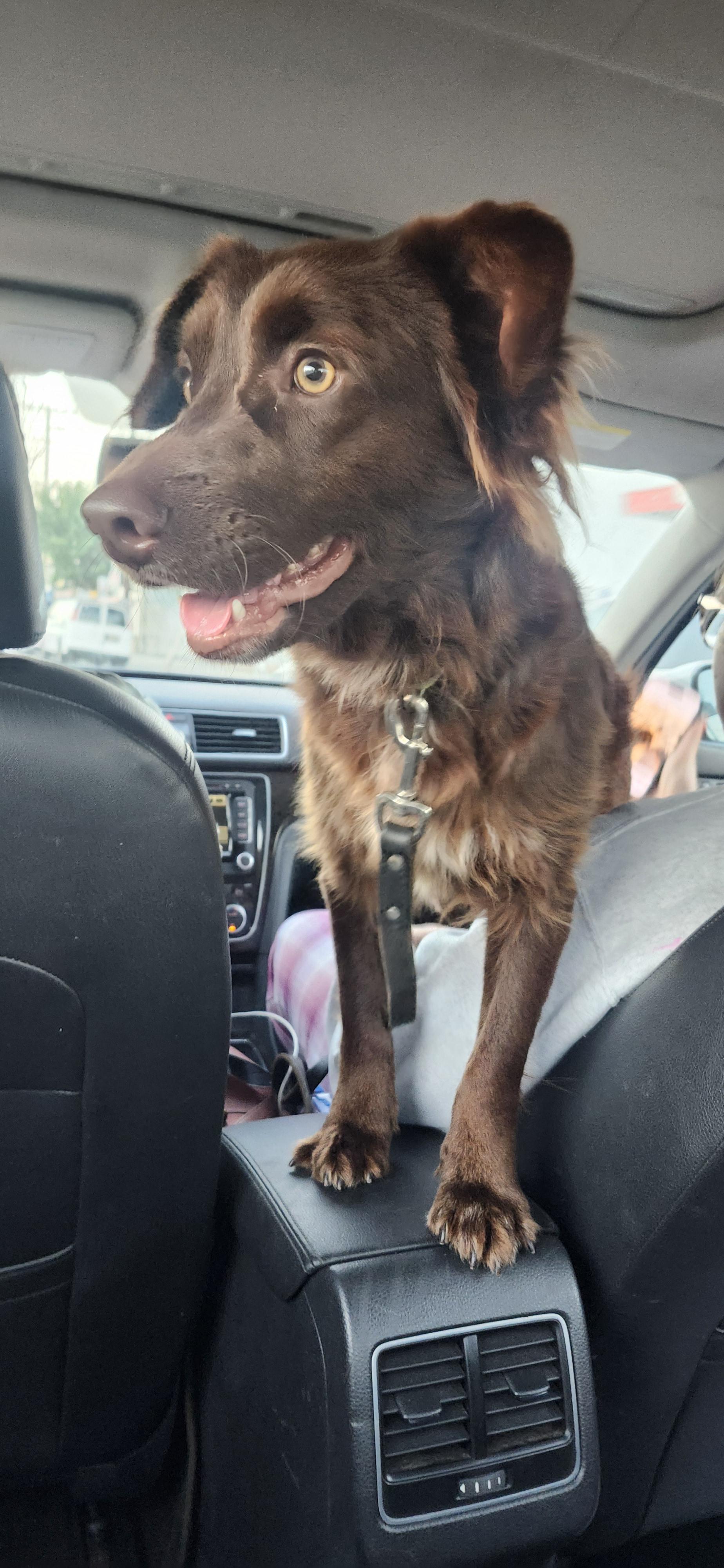 Vern, a Adoptable mixed breed in Torrance, CA image 1/6