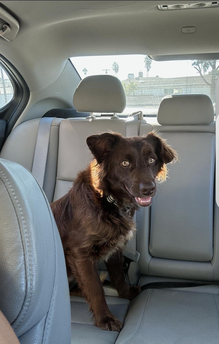 Vern, a Adoptable mixed breed in Torrance, CA image 6/6