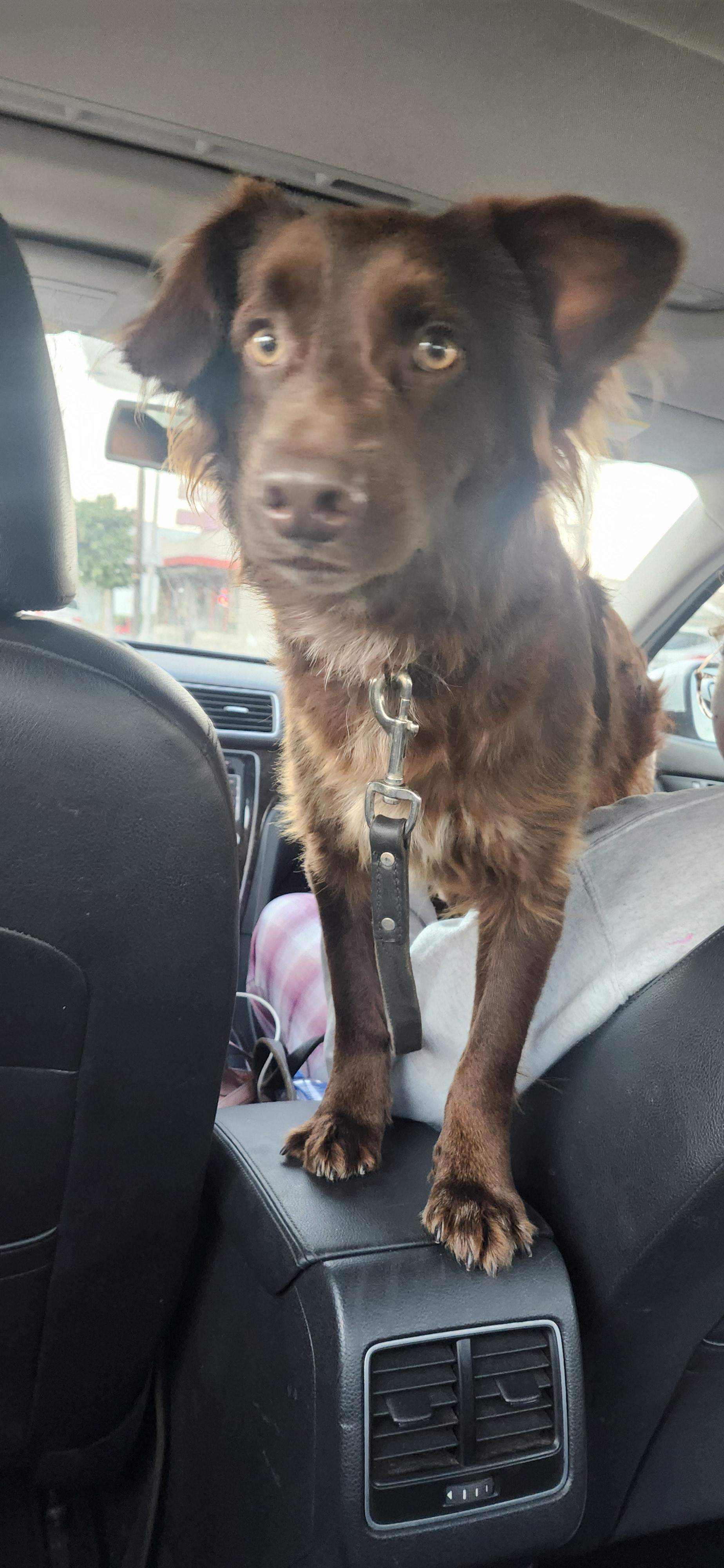 Vern, a Adoptable mixed breed in Torrance, CA image 2/6