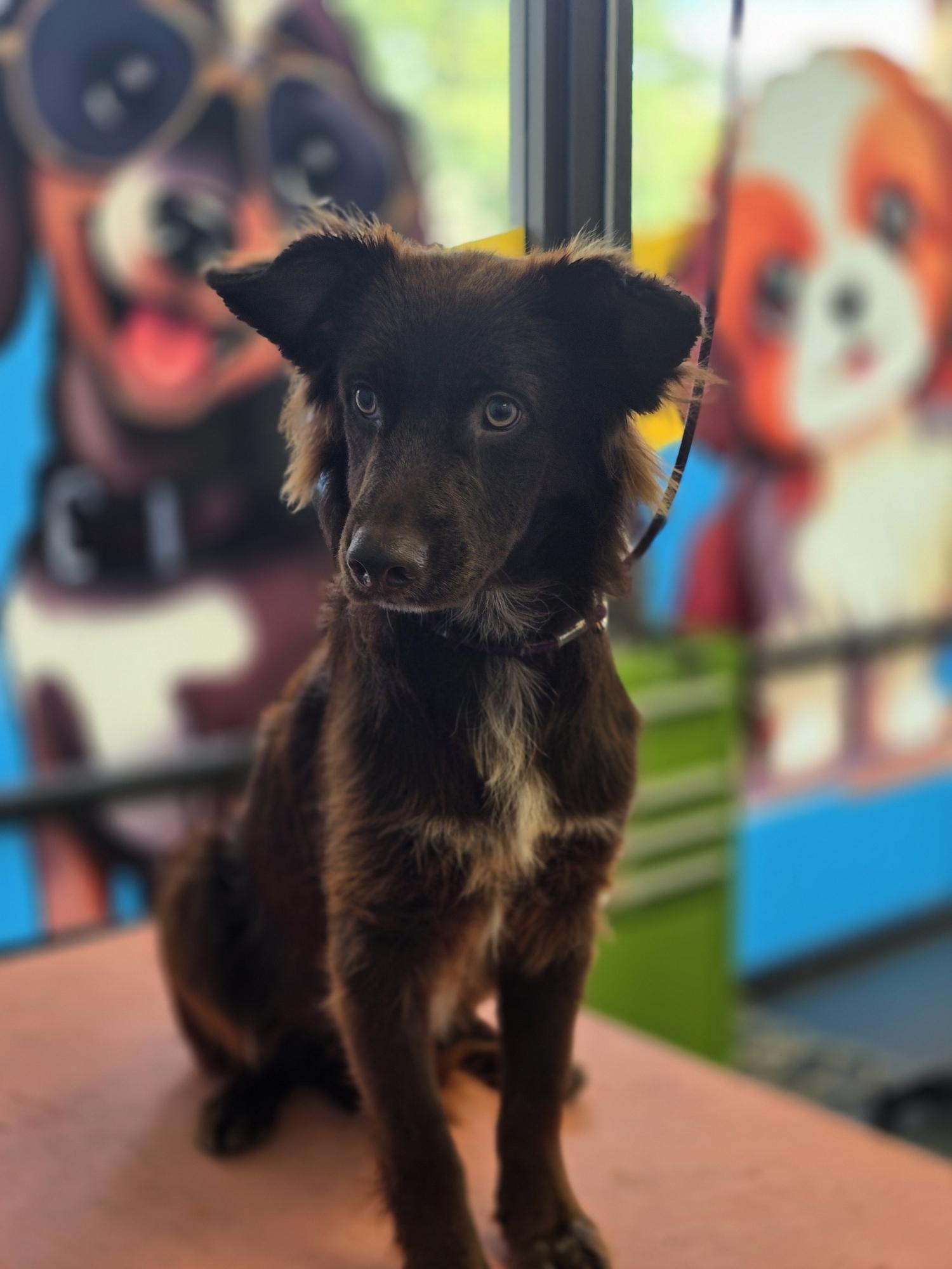 Vern, a Adoptable mixed breed in Torrance, CA image 4/6