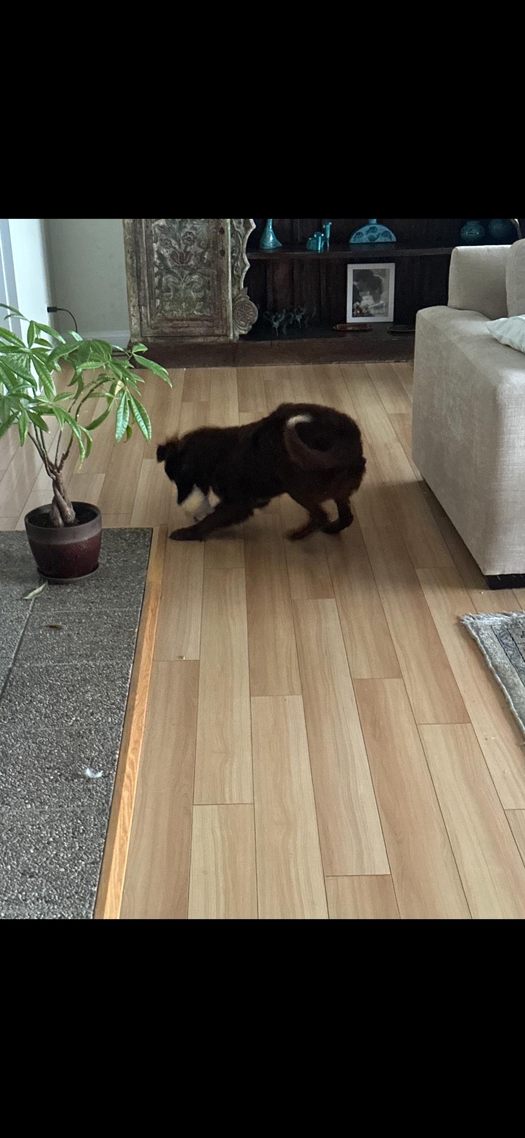 Vern, a Adoptable mixed breed in Torrance, CA image 5/6