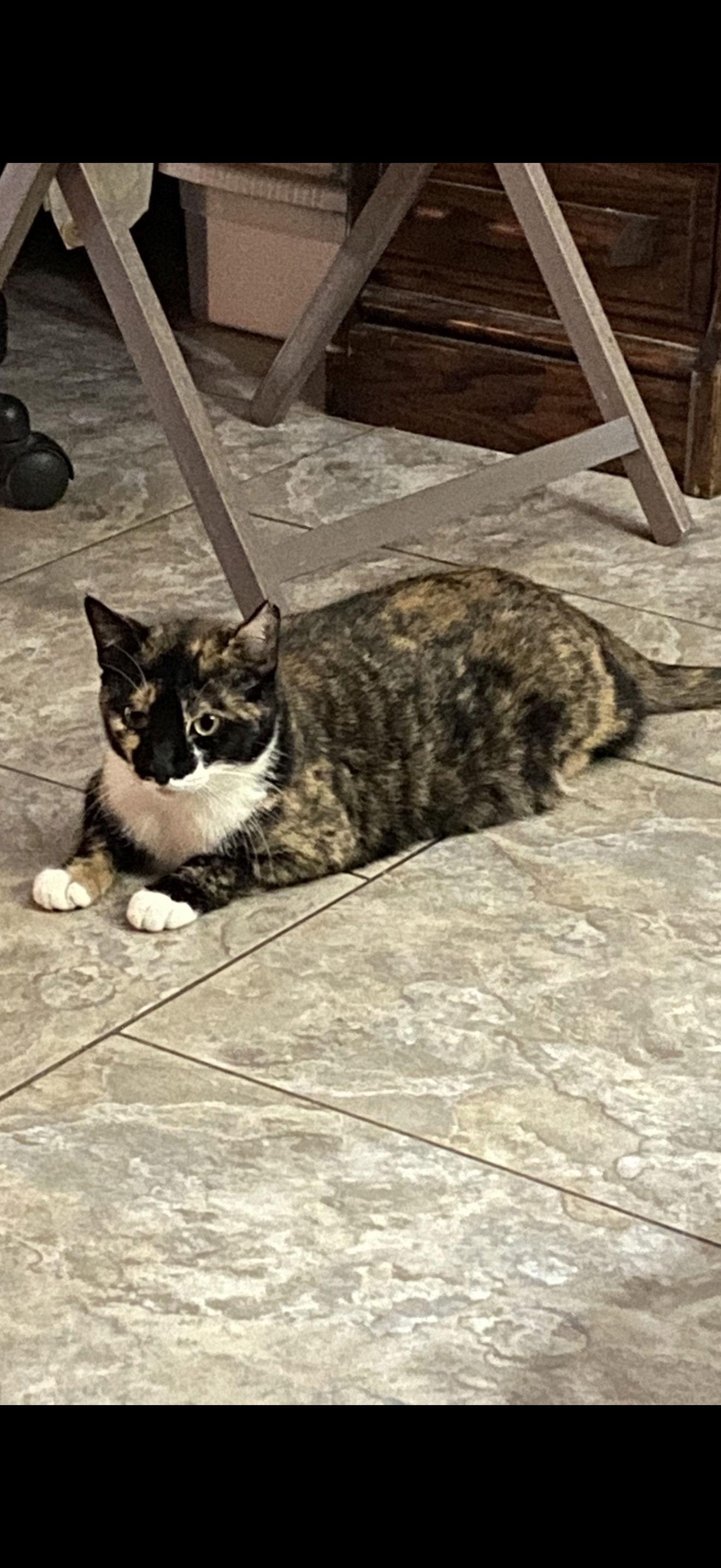 Pearl, Adoptable, Adult Female Domestic Short Hair.