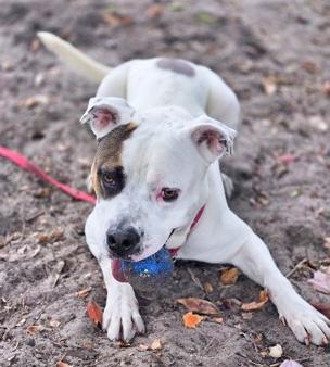KAIN, a ADOPTABLE Mixed Breed in Fernandina Beach, FL image 2/4