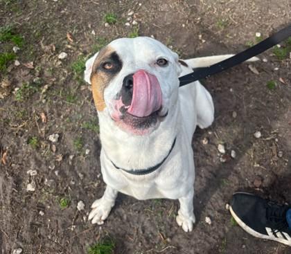 KAIN, a ADOPTABLE Mixed Breed in Fernandina Beach, FL image 3/4