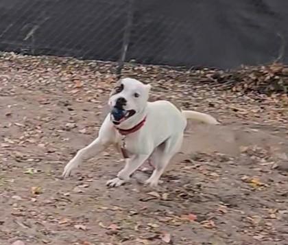KAIN, a ADOPTABLE Mixed Breed in Fernandina Beach, FL image 4/4