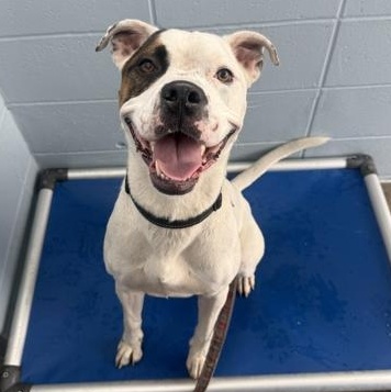 KAIN, ADOPTABLE, Young Male Mixed Breed.